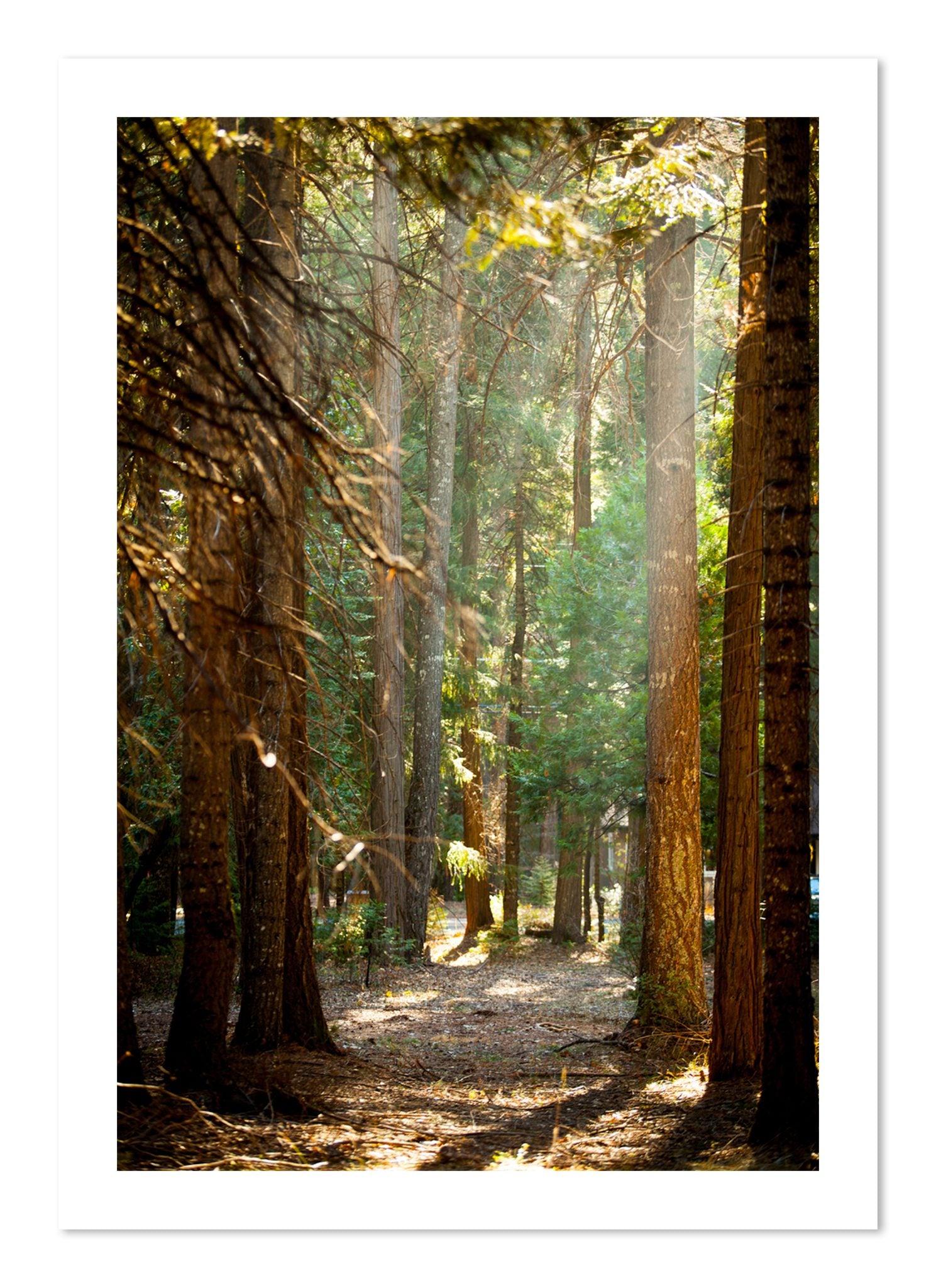 Fine art print of Autumn by Dylan Ozanich, unframed