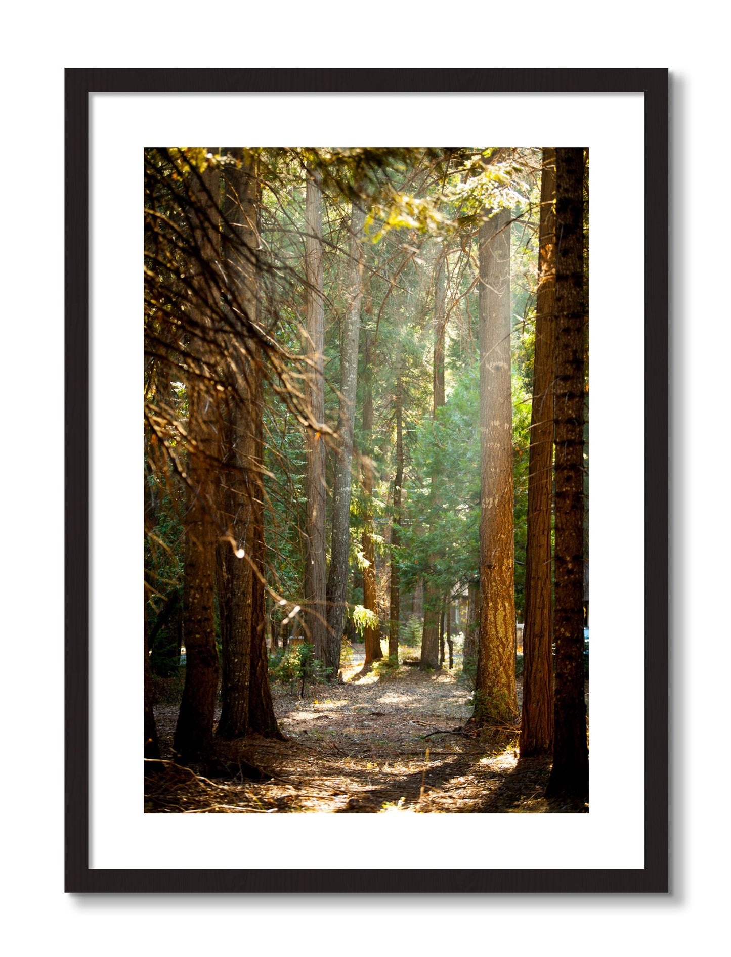 Framed photograph of Autumn by Dylan Ozanich, Black Walnut frame, Borders