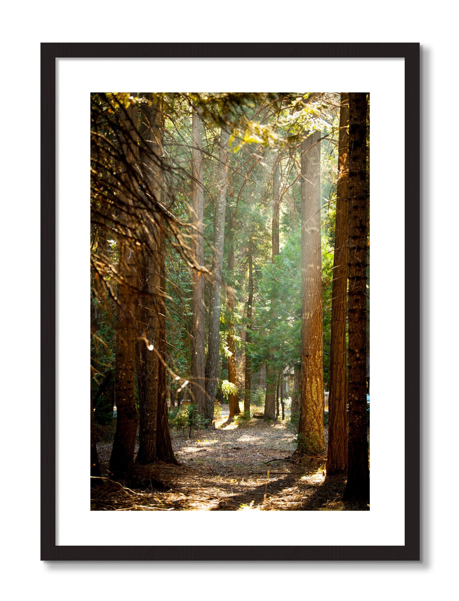 Framed photograph of Autumn by Dylan Ozanich, Black Walnut frame, Borders