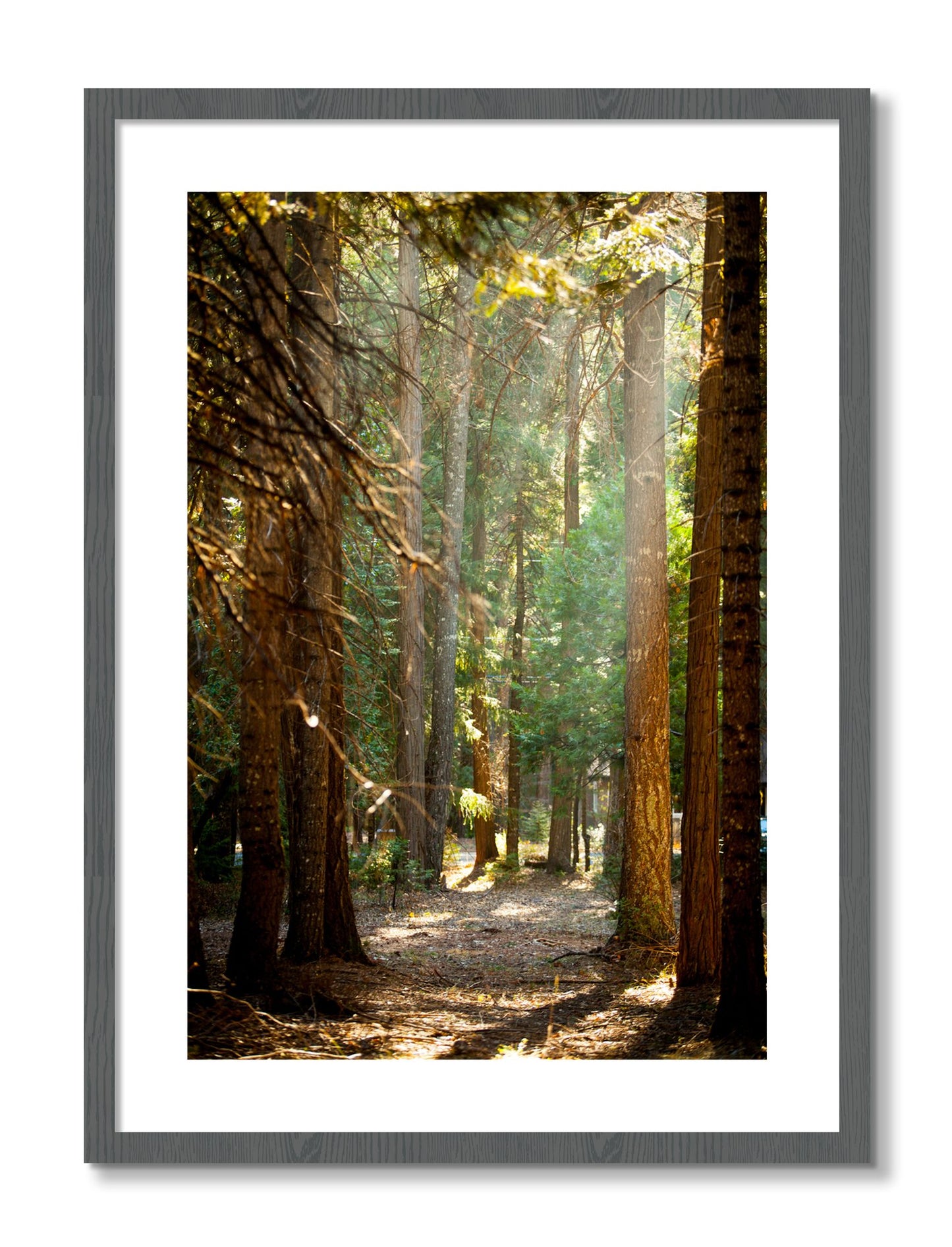 Framed photograph of Autumn by Dylan Ozanich, Grey frame, Borders