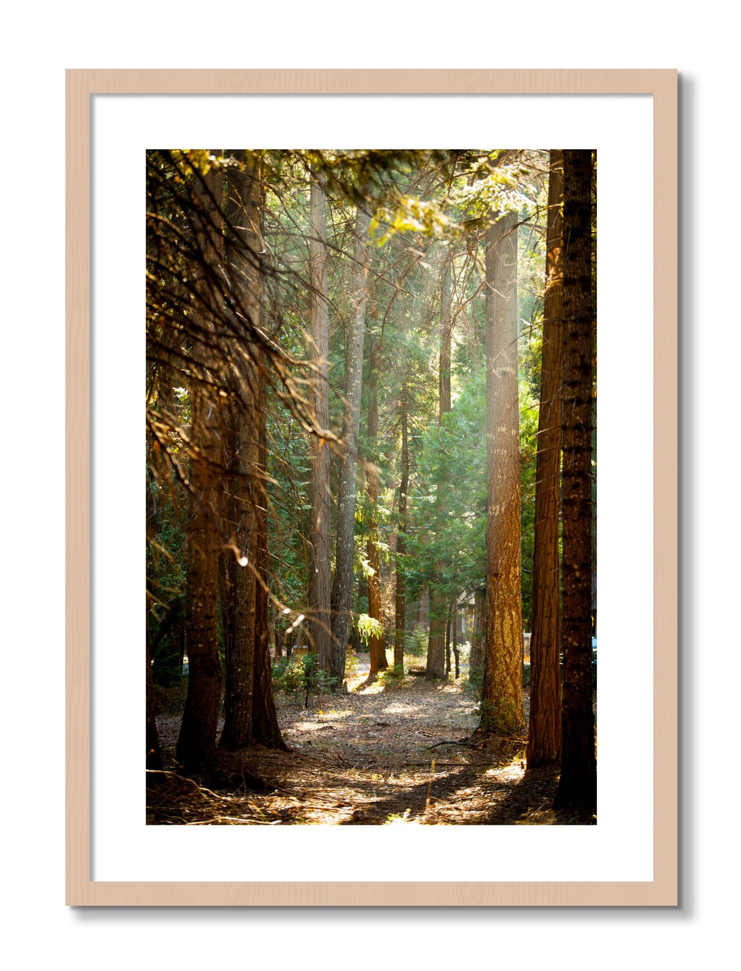 Framed photograph of Autumn by Dylan Ozanich, Maple frame, Borders