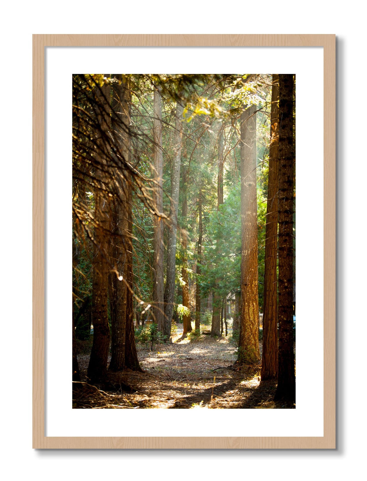 Framed photograph of Autumn by Dylan Ozanich, Oak frame, Borders