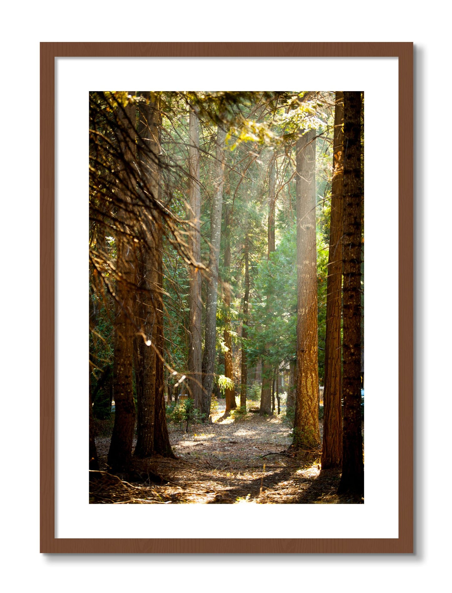 Framed photograph of Autumn by Dylan Ozanich, Walnut frame, Borders
