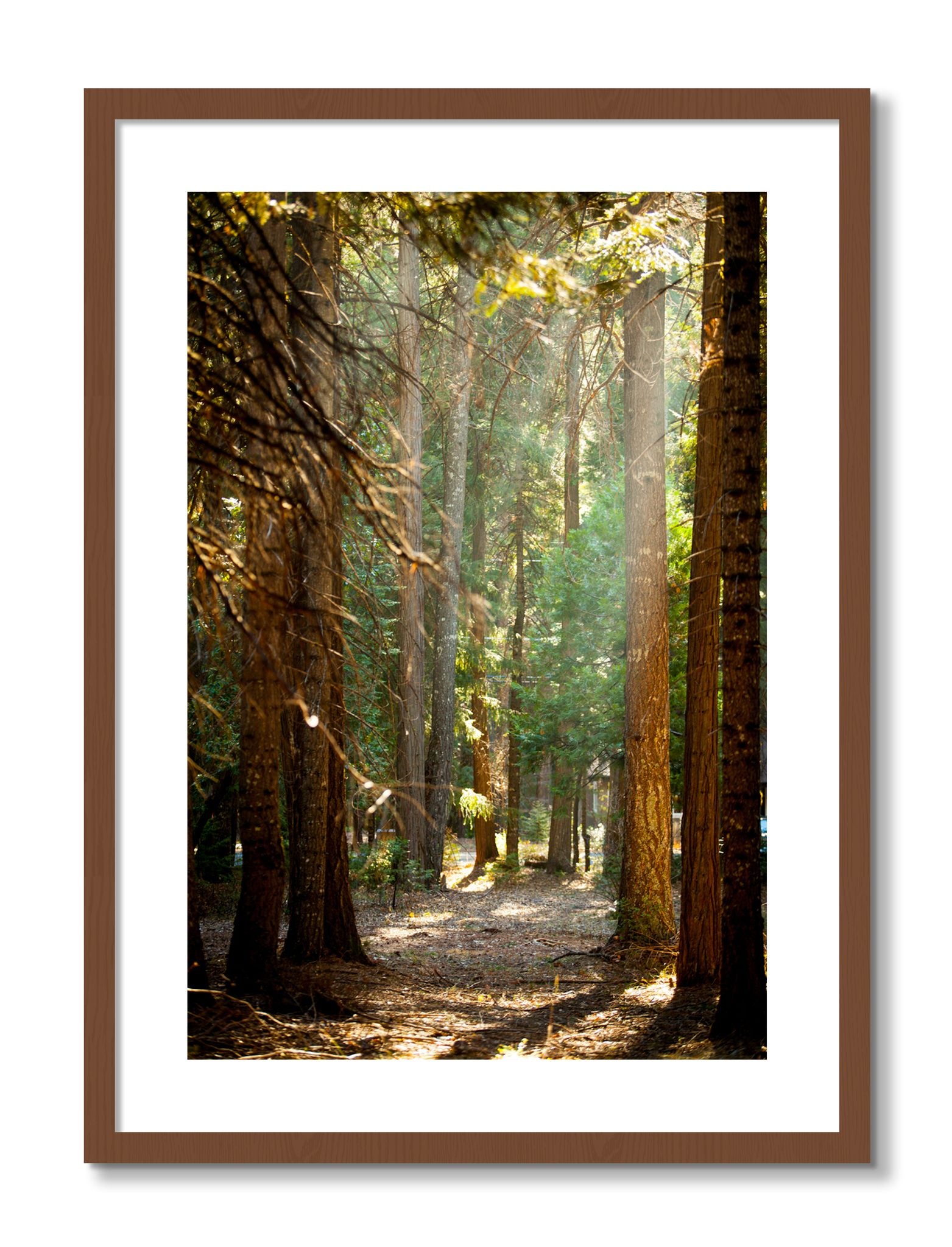 Framed photograph of Autumn by Dylan Ozanich, Walnut frame, Borders