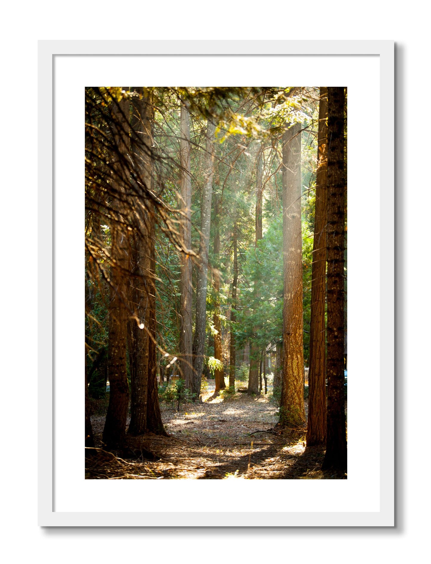 Framed photograph of Autumn by Dylan Ozanich, White frame, Borders