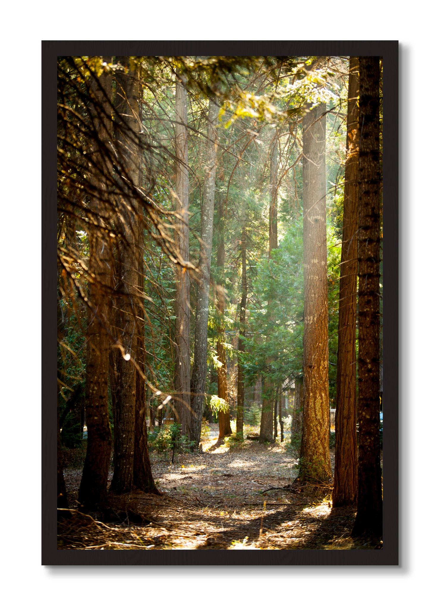 Framed photograph of Autumn by Dylan Ozanich, Black Walnut frame, Full Bleed