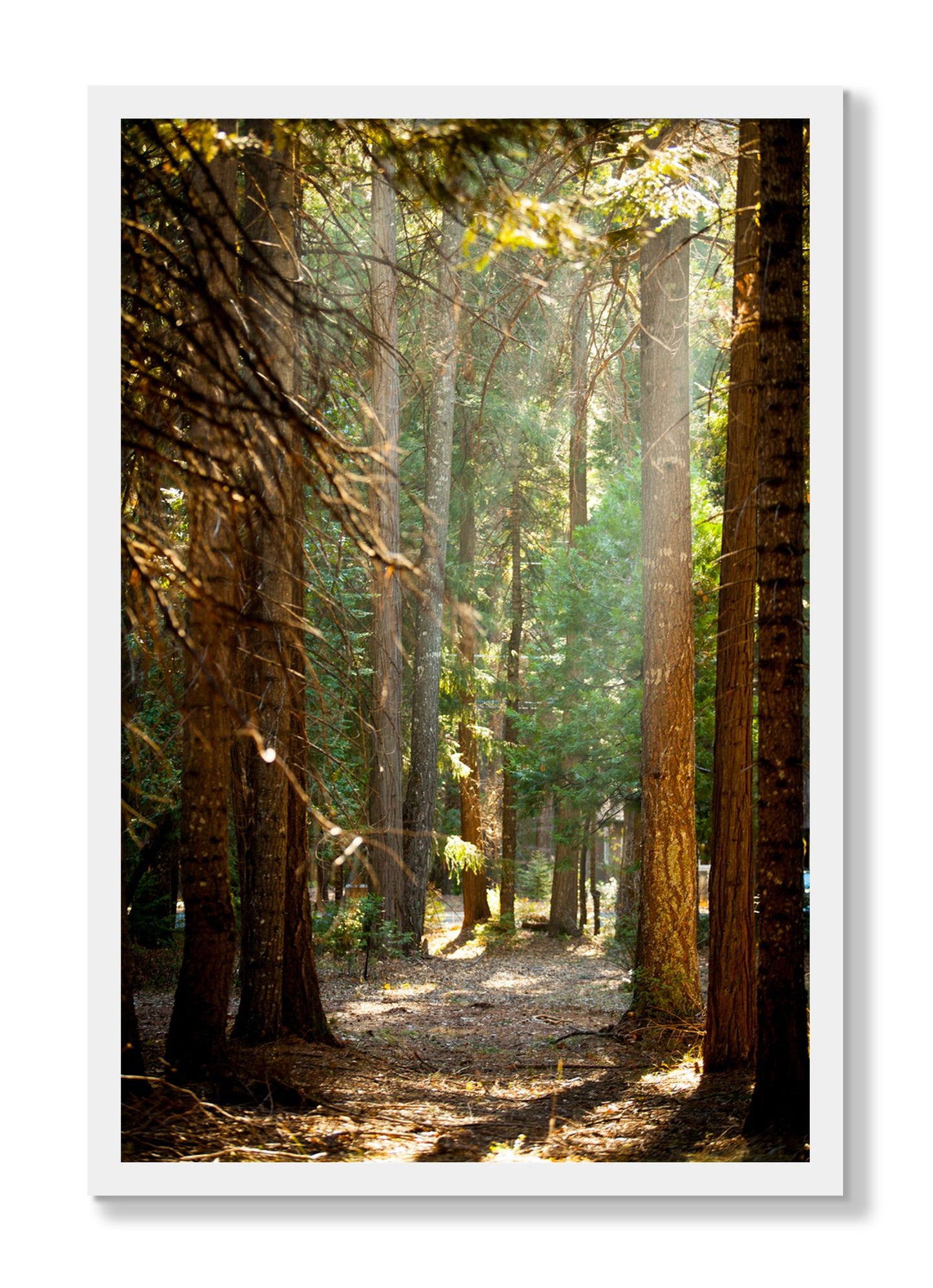 Framed photograph of Autumn by Dylan Ozanich, White frame, Full Bleed