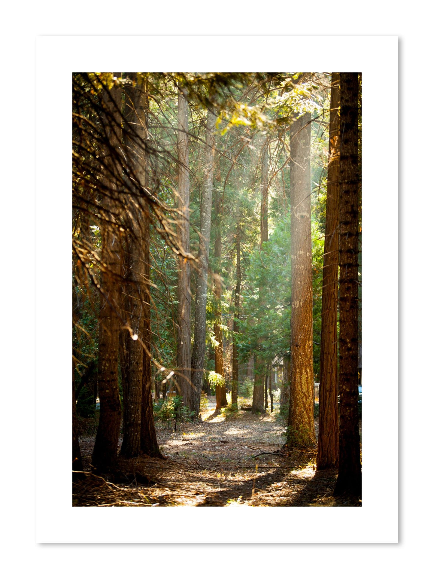 Fine art print of Autumn by Dylan Ozanich, unframed