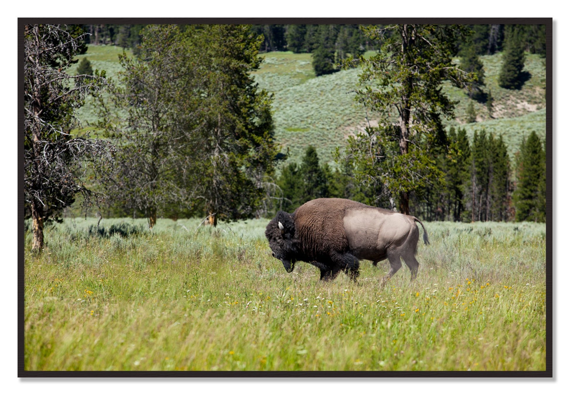 Framed photograph of Buffalo by Dylan Ozanich, Black Walnut frame, Full Bleed