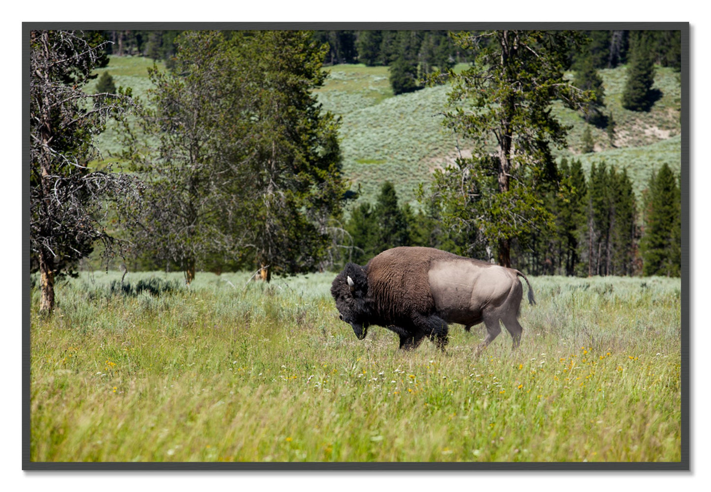 Framed photograph of Buffalo by Dylan Ozanich, Grey frame, Full Bleed