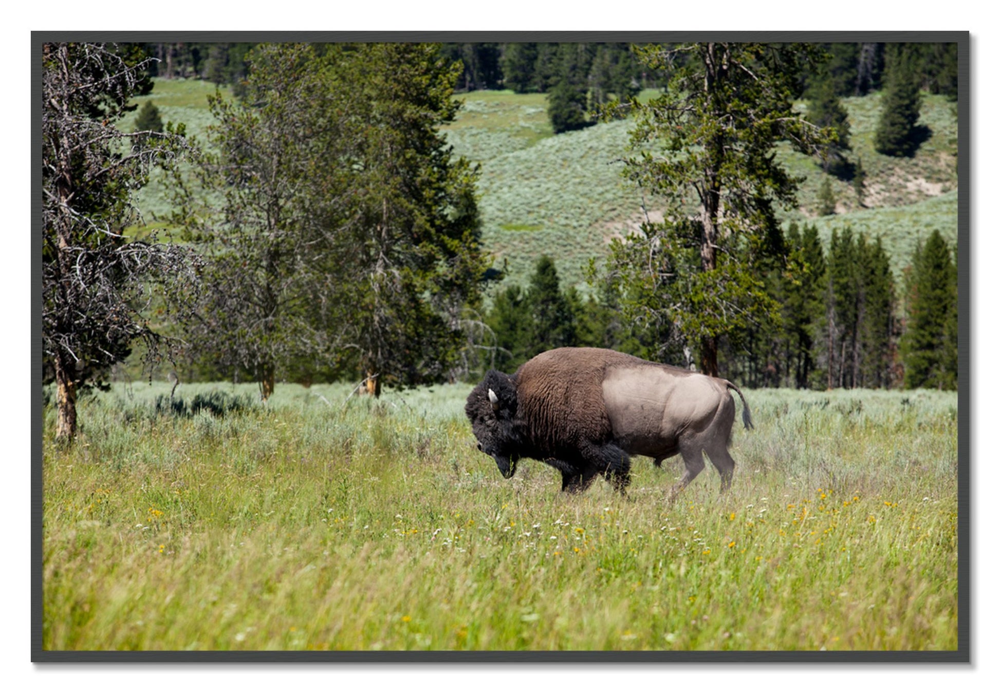 Framed photograph of Buffalo by Dylan Ozanich, Grey frame, Full Bleed