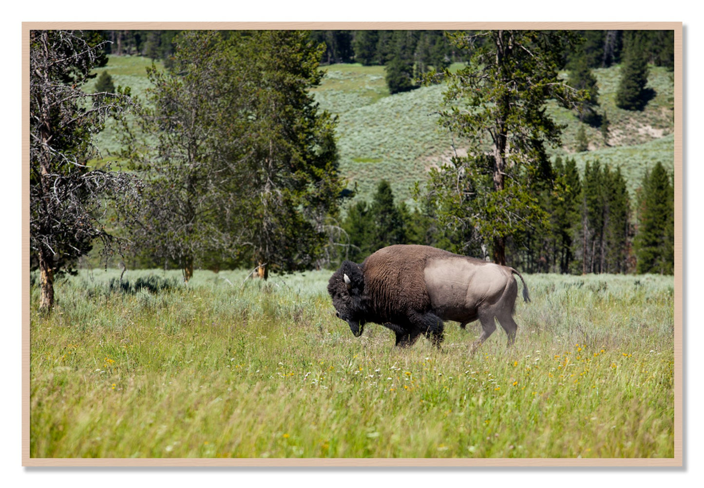 Framed photograph of Buffalo by Dylan Ozanich, Maple frame, Full Bleed