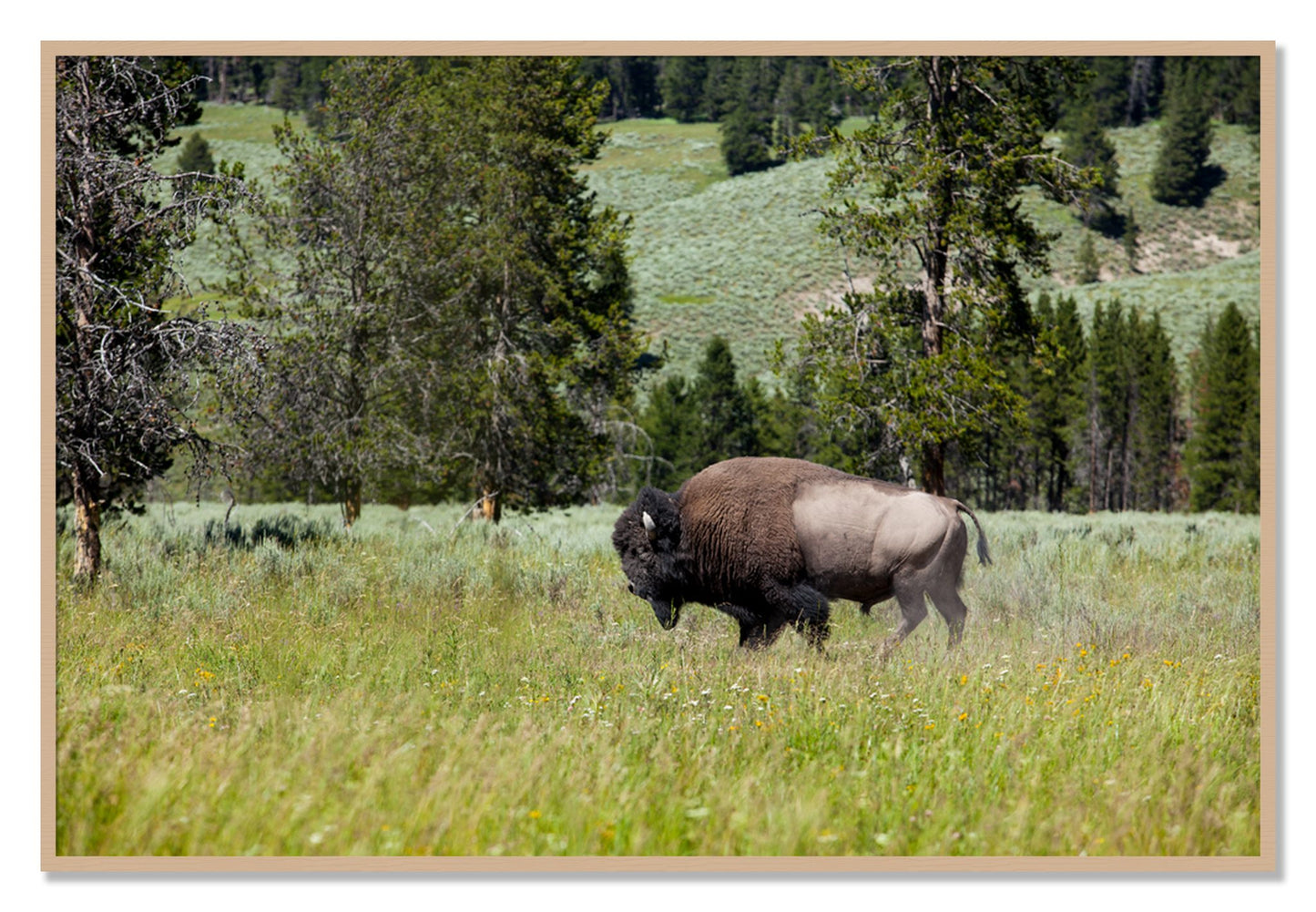 Framed photograph of Buffalo by Dylan Ozanich, Oak frame, Full Bleed