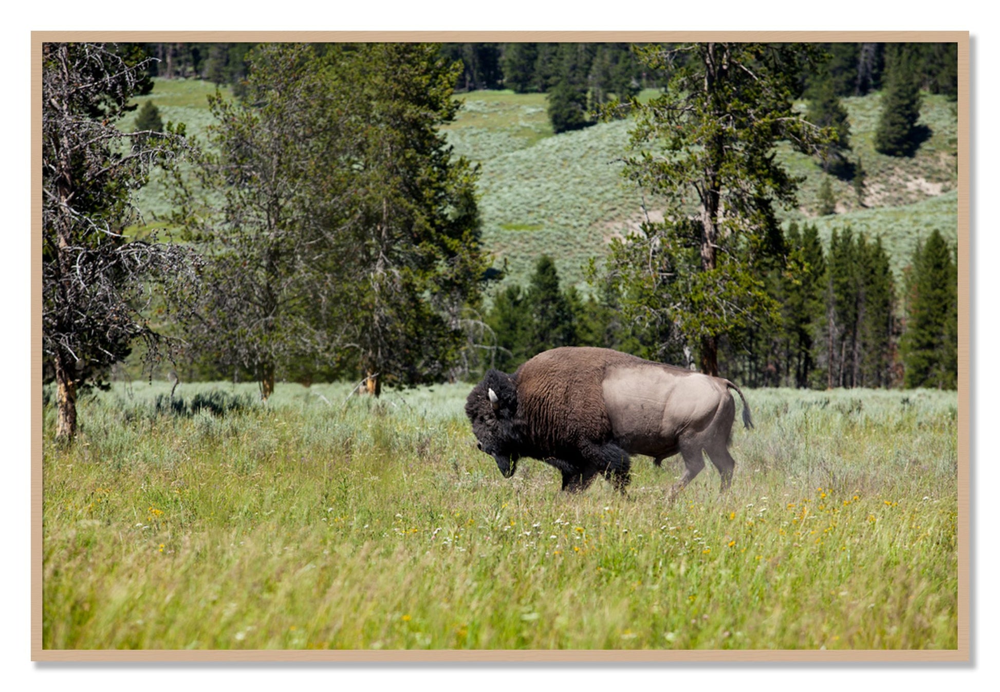 Framed photograph of Buffalo by Dylan Ozanich, Oak frame, Full Bleed