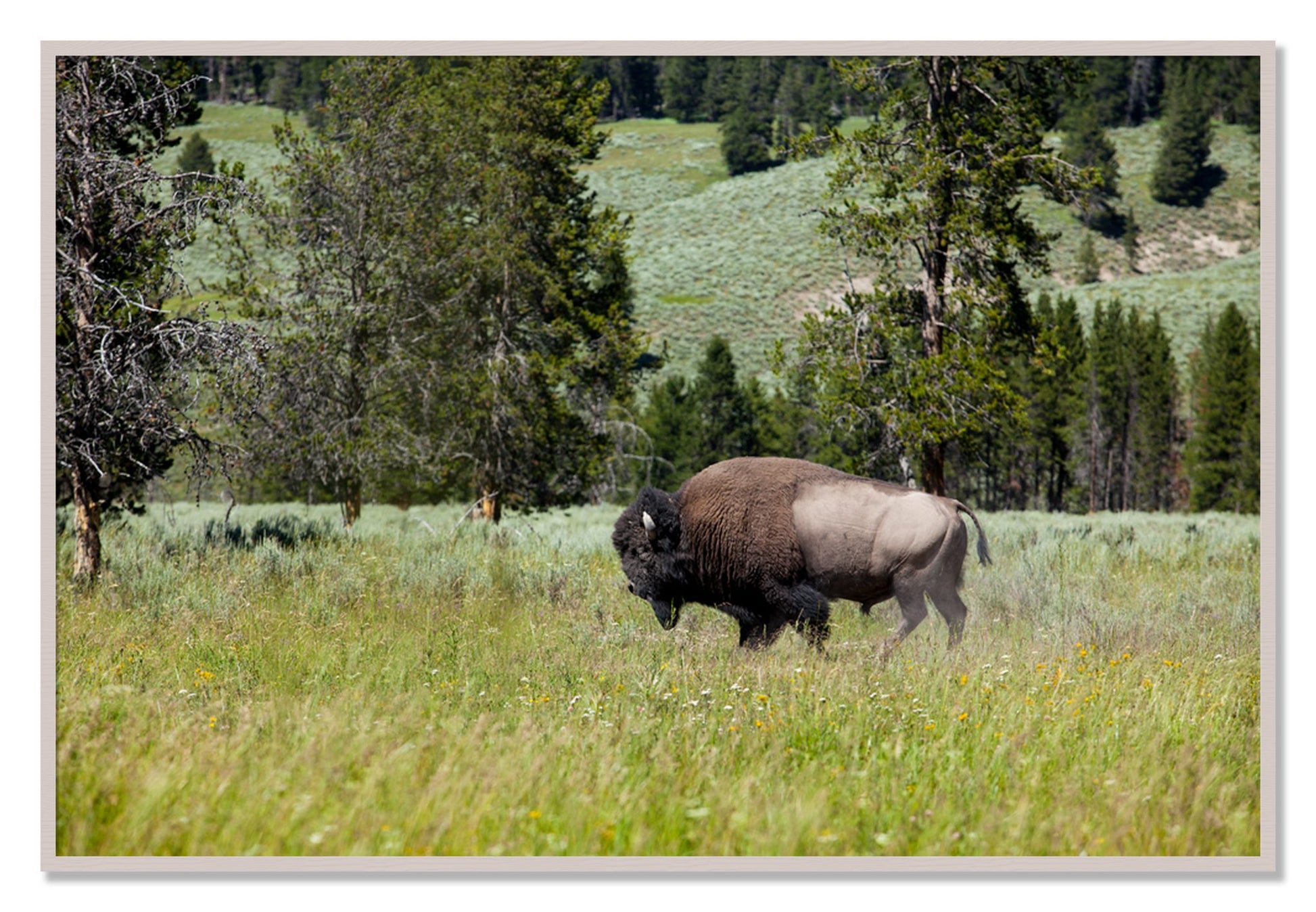 Framed photograph of Buffalo by Dylan Ozanich, White Maple frame, Full Bleed