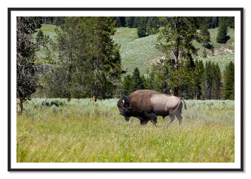 Framed photograph of Buffalo by Dylan Ozanich, Black Walnut frame, Borders