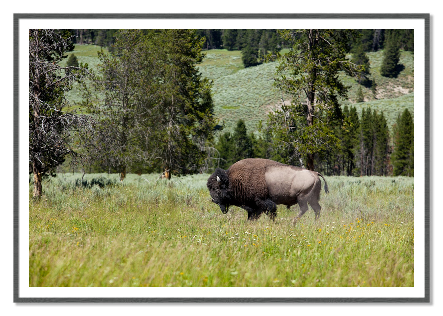 Framed photograph of Buffalo by Dylan Ozanich, Grey frame, Borders