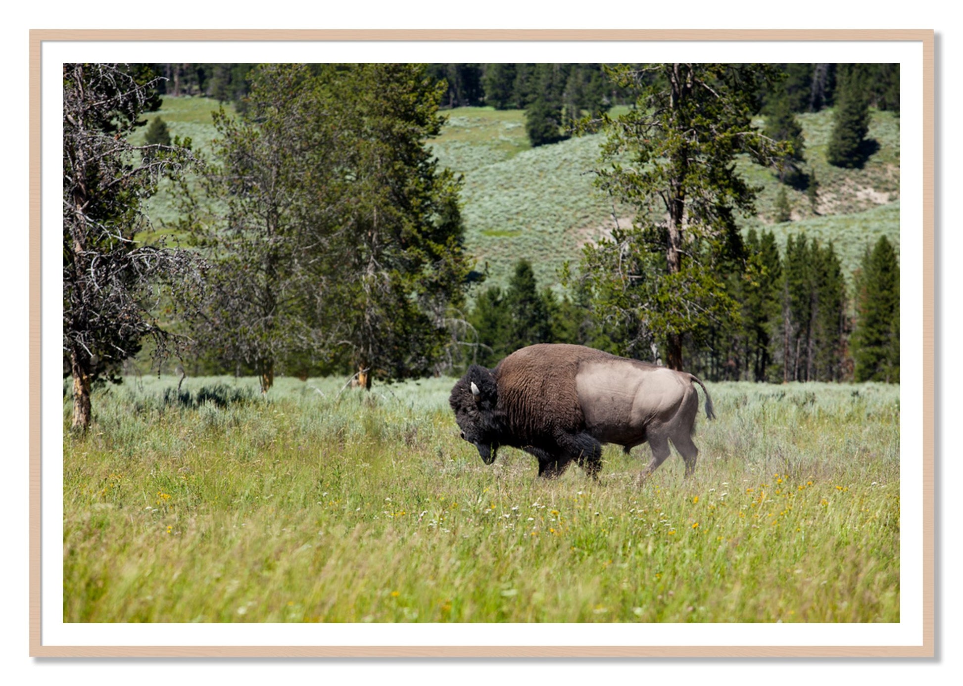 Framed photograph of Buffalo by Dylan Ozanich, Maple frame, Borders