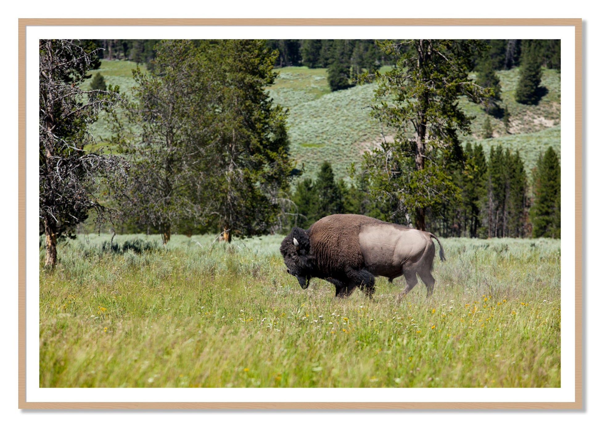 Framed photograph of Buffalo by Dylan Ozanich, Oak frame, Borders