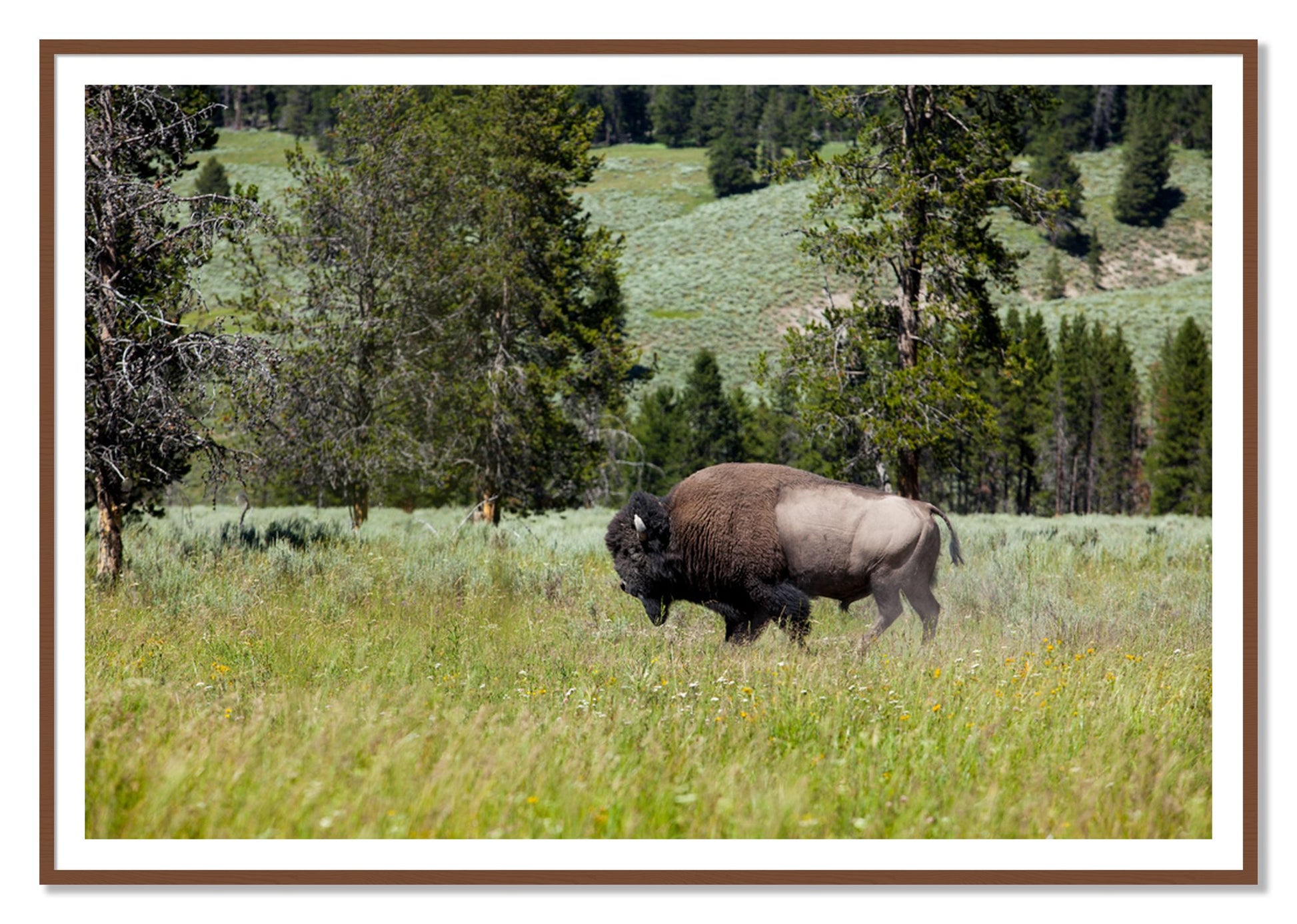Framed photograph of Buffalo by Dylan Ozanich, Walnut frame, Borders