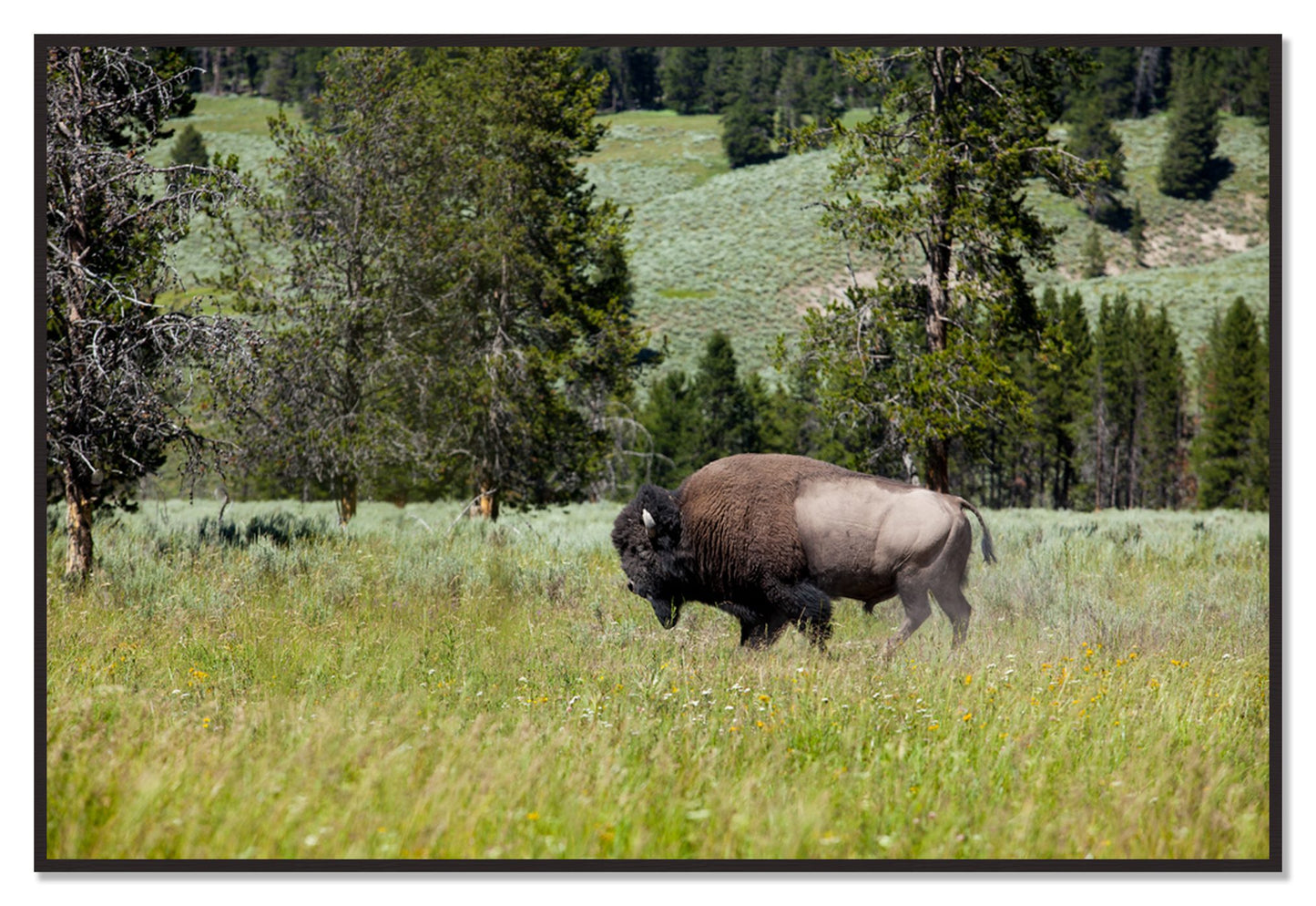 Framed photograph of Buffalo by Dylan Ozanich, Black Walnut frame, Full Bleed
