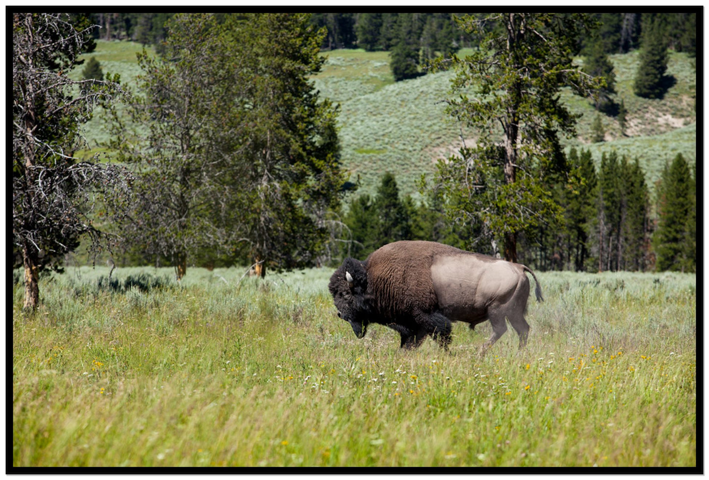 Framed photograph of Buffalo by Dylan Ozanich, Black frame, Full Bleed