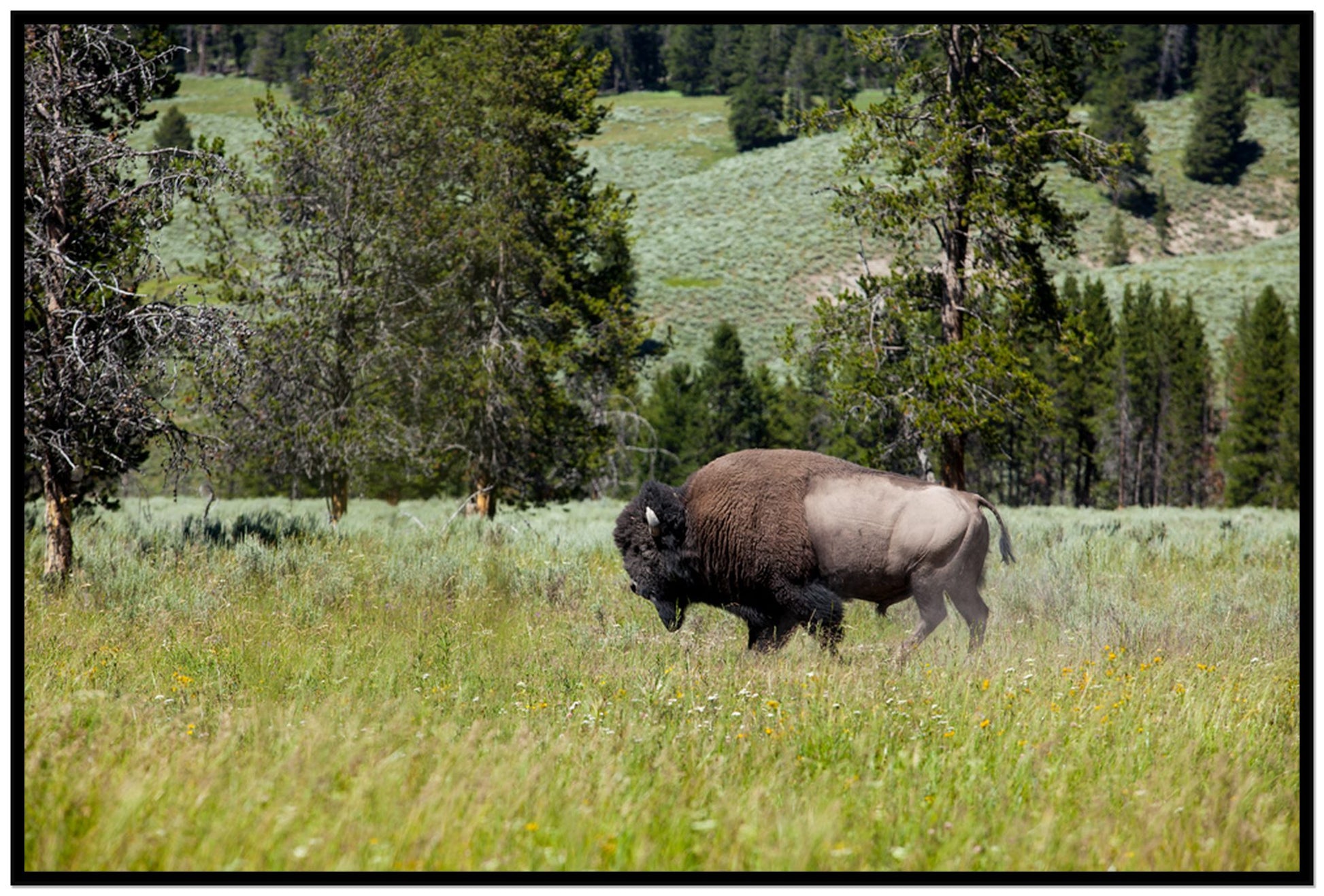 Framed photograph of Buffalo by Dylan Ozanich, Black frame, Full Bleed