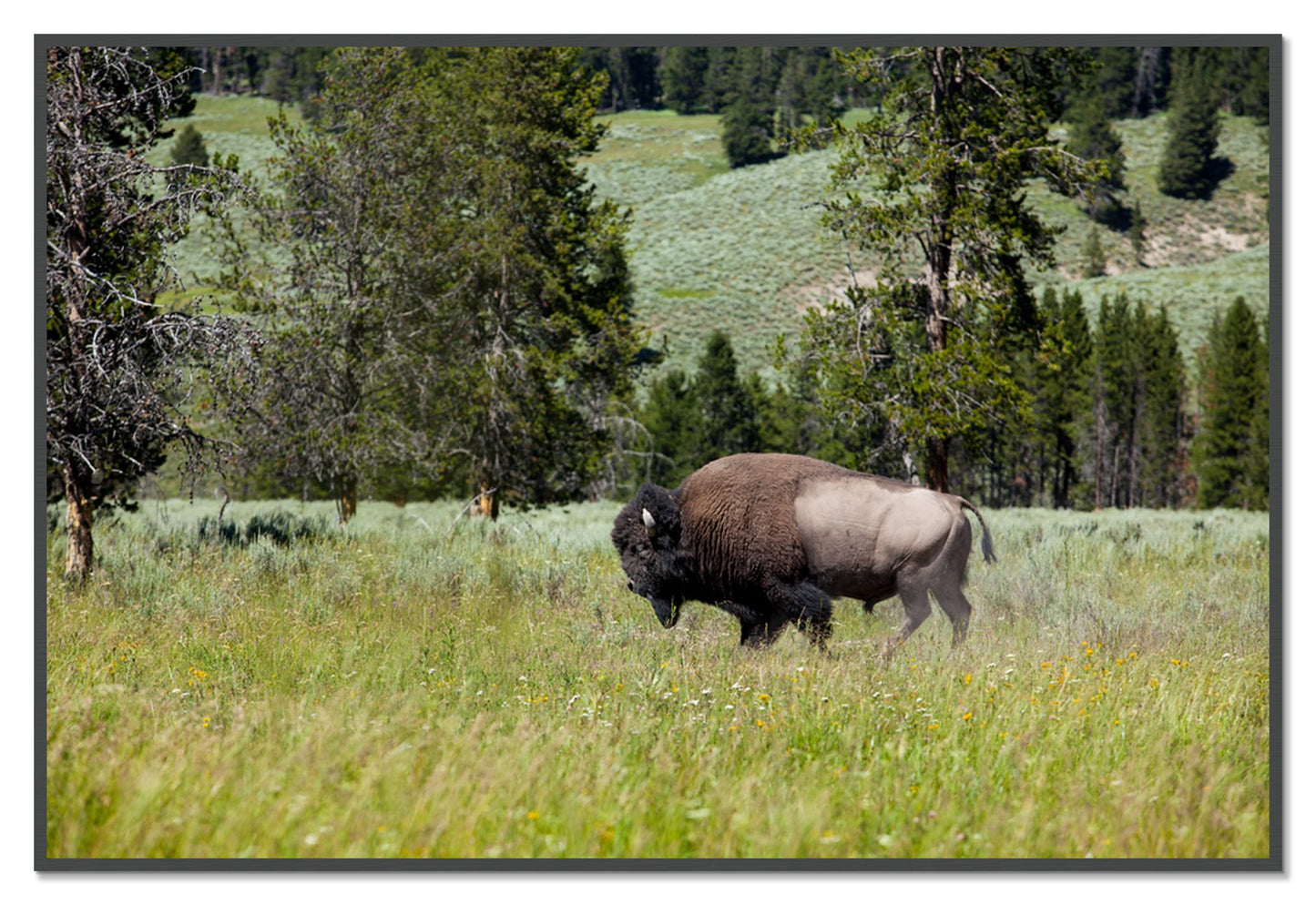 Framed photograph of Buffalo by Dylan Ozanich, Grey frame, Full Bleed