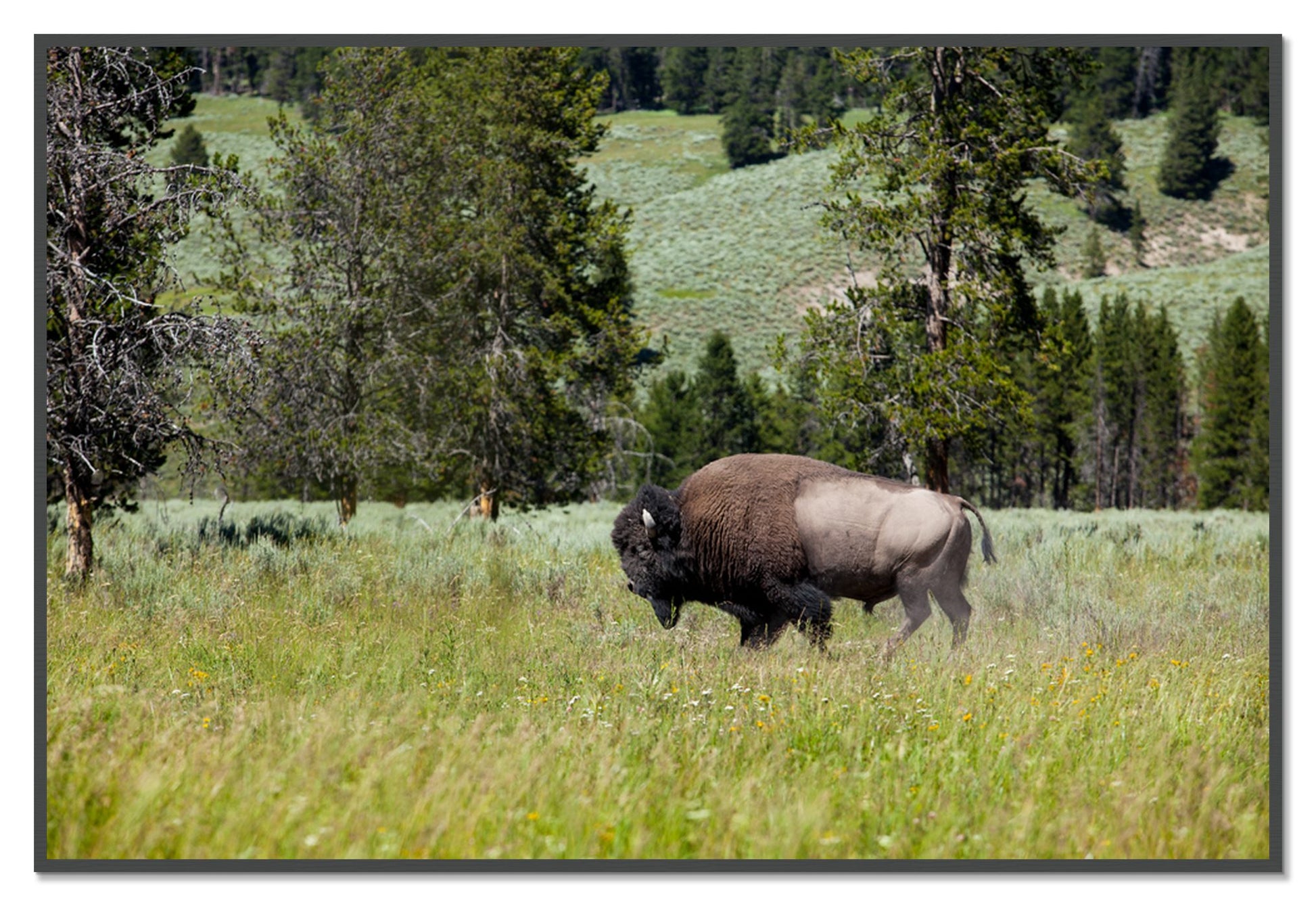Framed photograph of Buffalo by Dylan Ozanich, Grey frame, Full Bleed