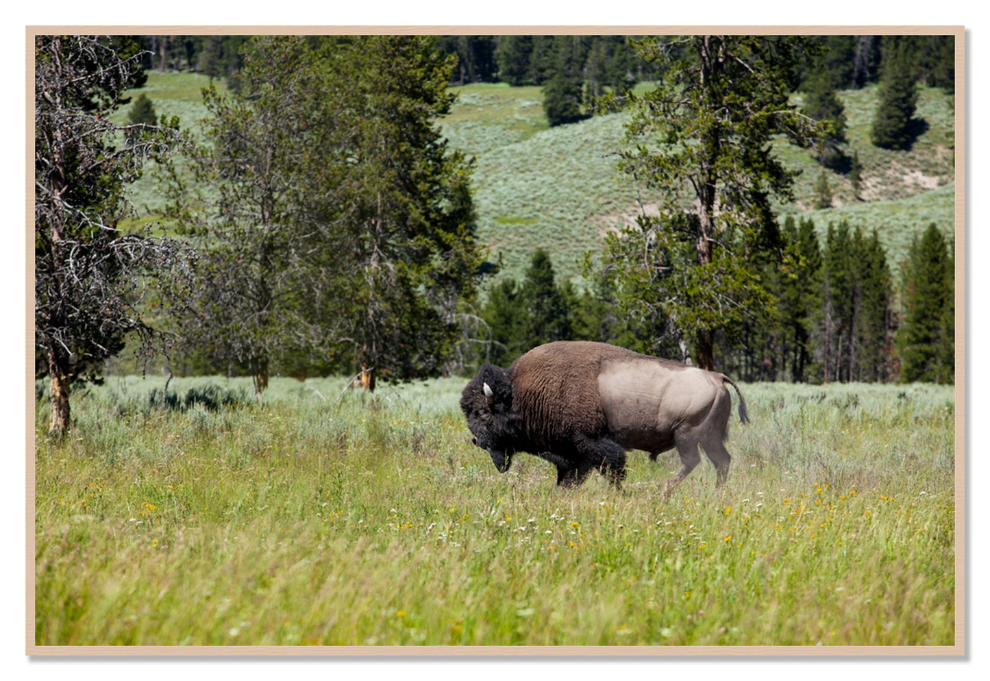 Framed photograph of Buffalo by Dylan Ozanich, Maple frame, Full Bleed