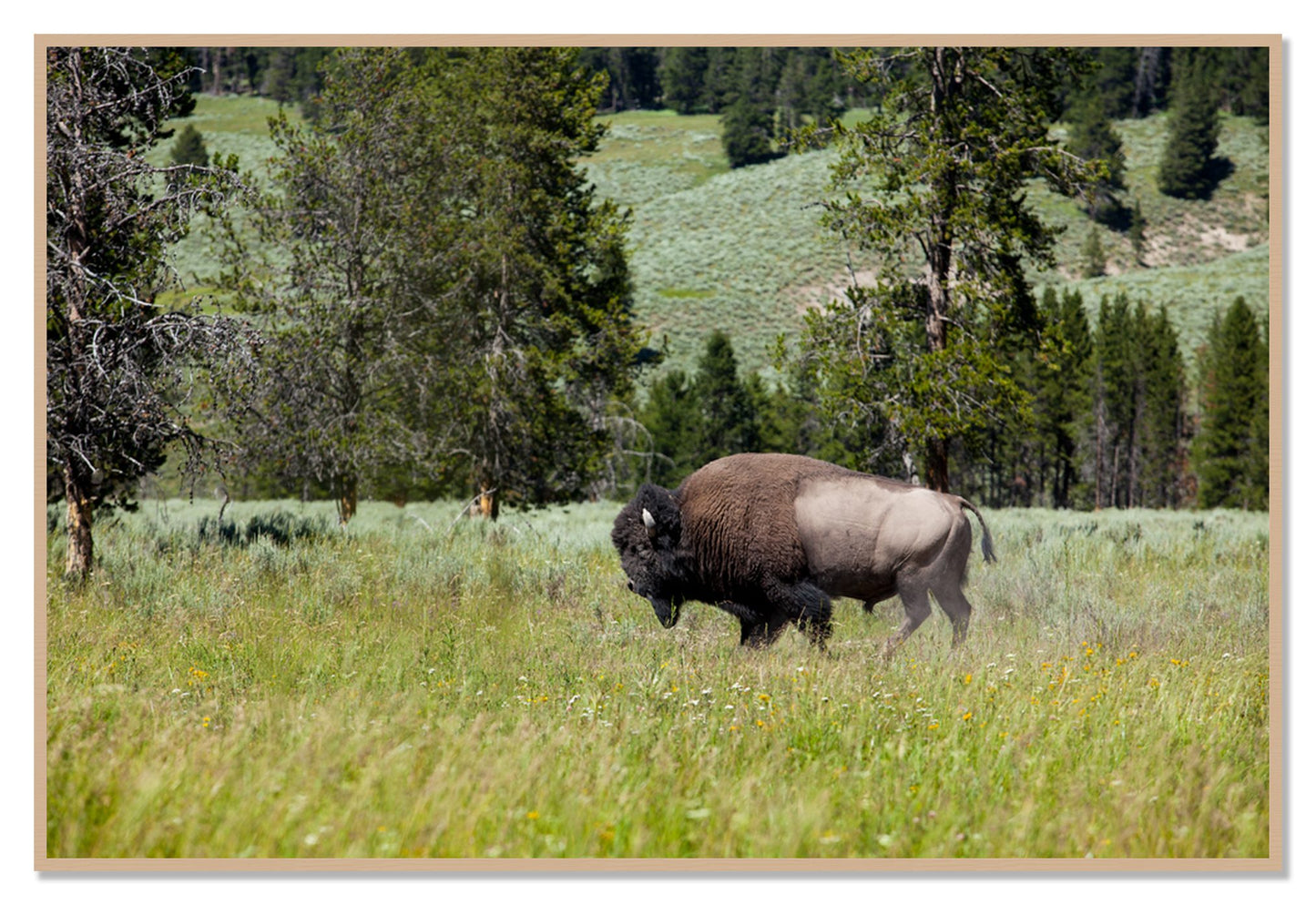 Framed photograph of Buffalo by Dylan Ozanich, Oak frame, Full Bleed