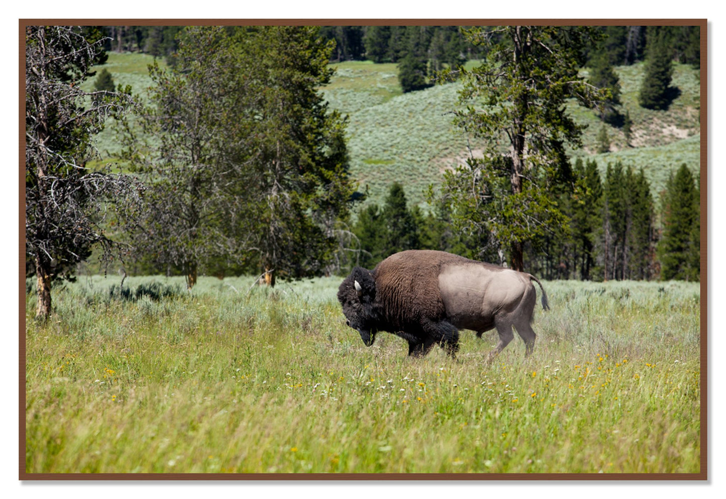 Framed photograph of Buffalo by Dylan Ozanich, Walnut frame, Full Bleed