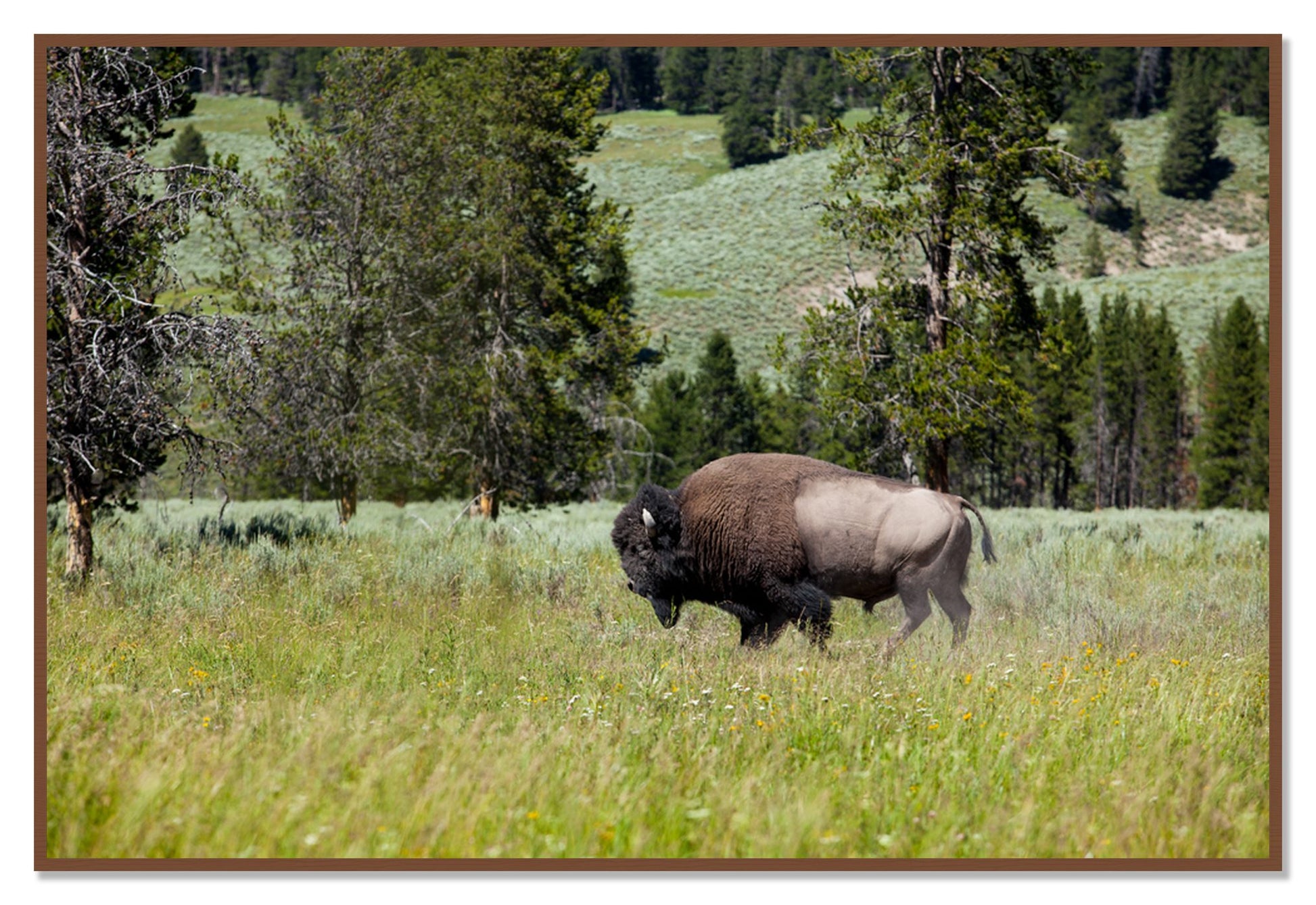 Framed photograph of Buffalo by Dylan Ozanich, Walnut frame, Full Bleed
