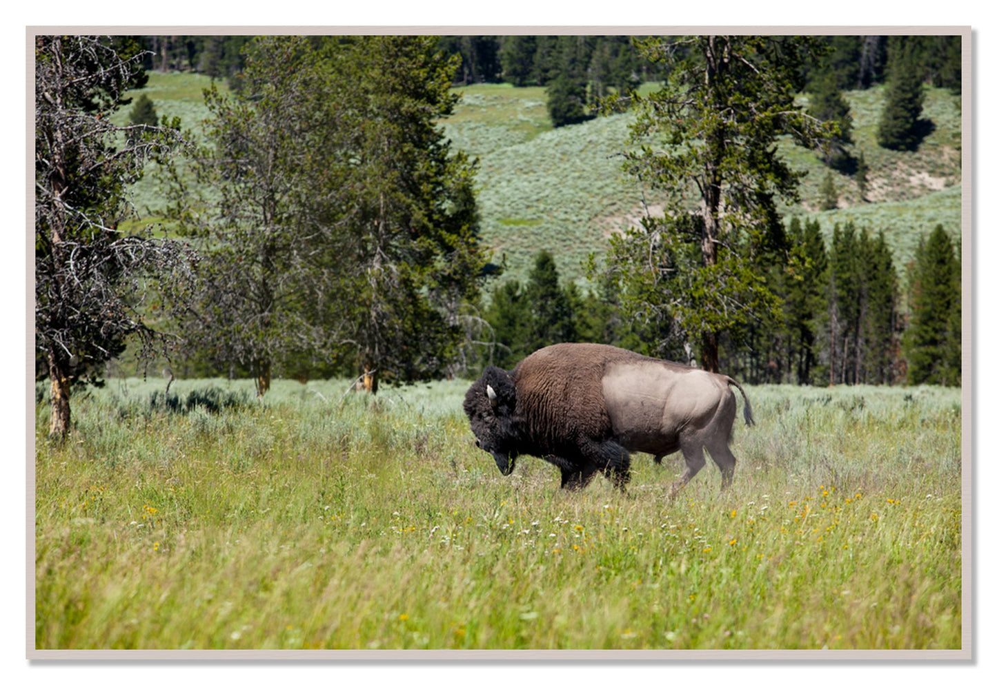 Framed photograph of Buffalo by Dylan Ozanich, White Maple frame, Full Bleed