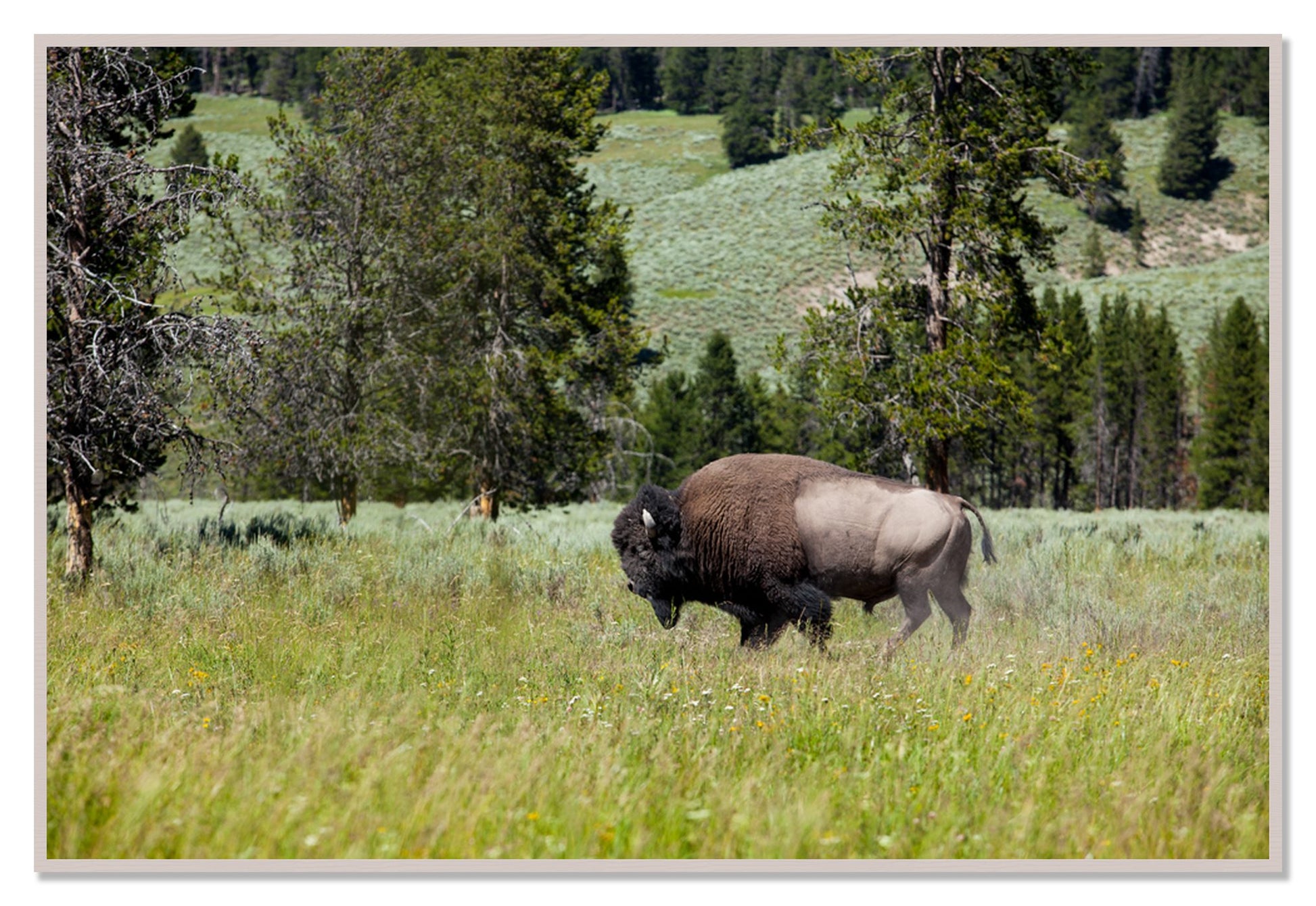 Framed photograph of Buffalo by Dylan Ozanich, White Maple frame, Full Bleed