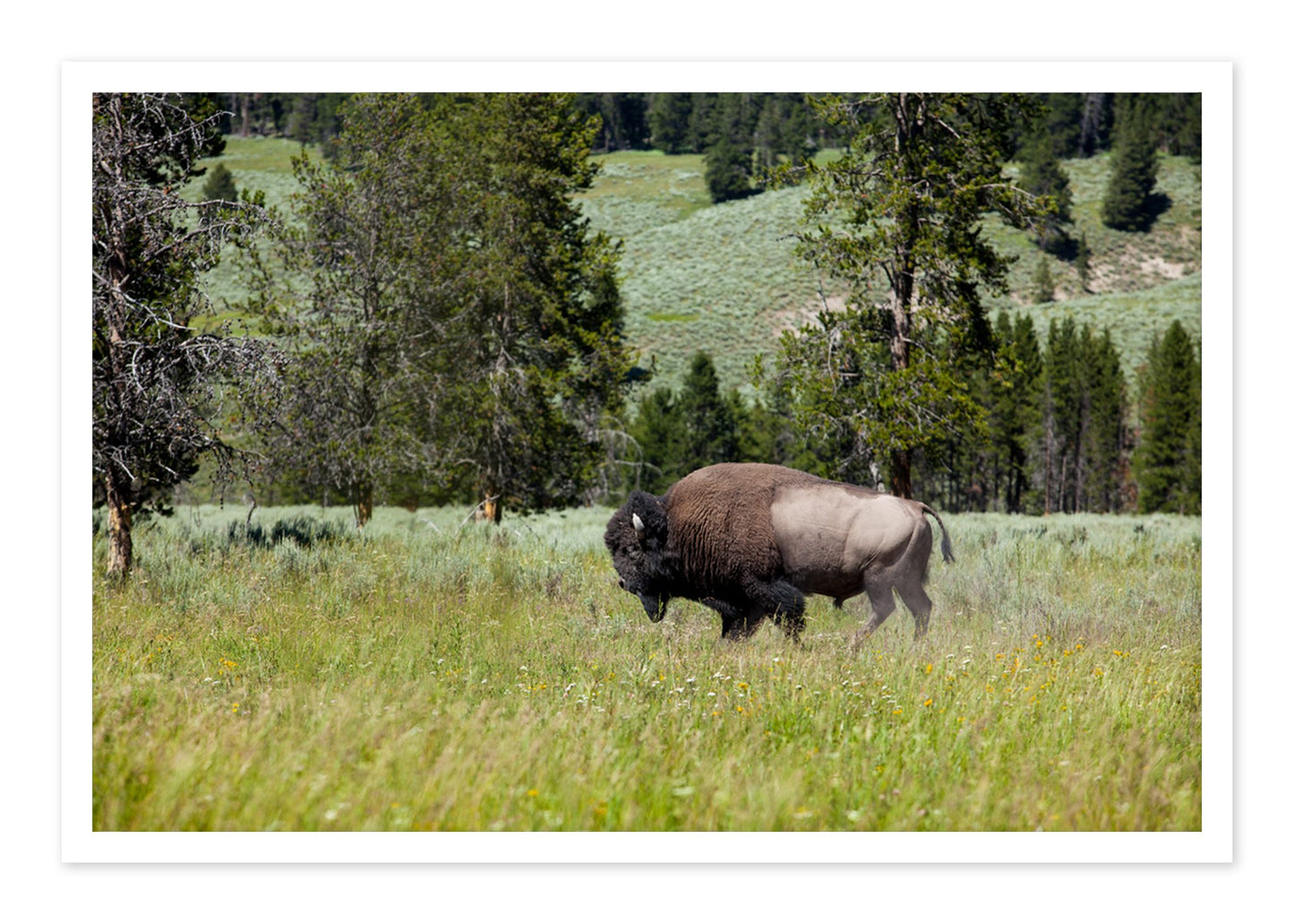 Fine art print of Buffalo by Dylan Ozanich, unframed