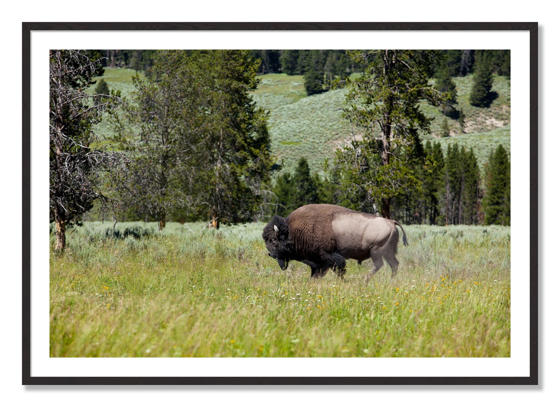 Framed photograph of Buffalo by Dylan Ozanich, Black Walnut frame, Borders