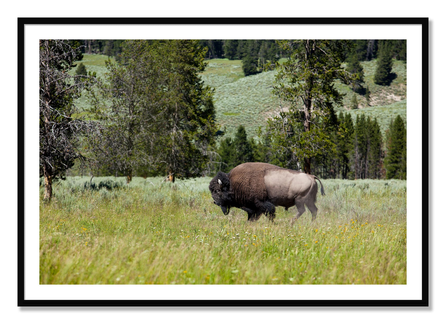Framed photograph of Buffalo by Dylan Ozanich, Black frame, Borders