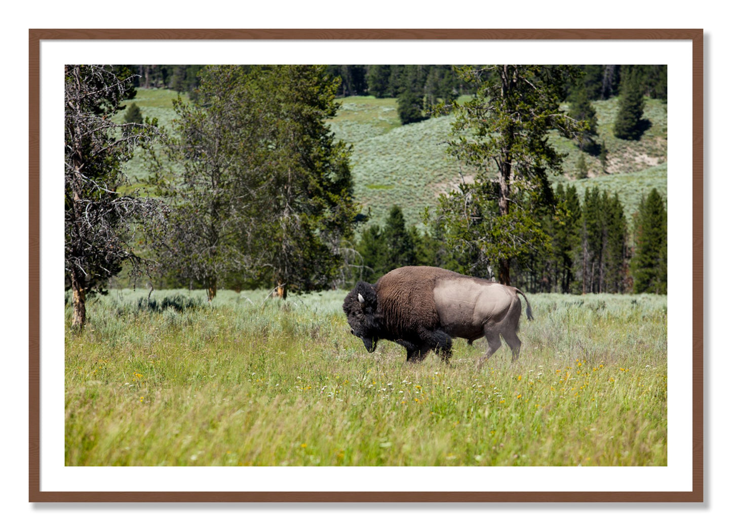 Framed photograph of Buffalo by Dylan Ozanich, Walnut frame, Borders
