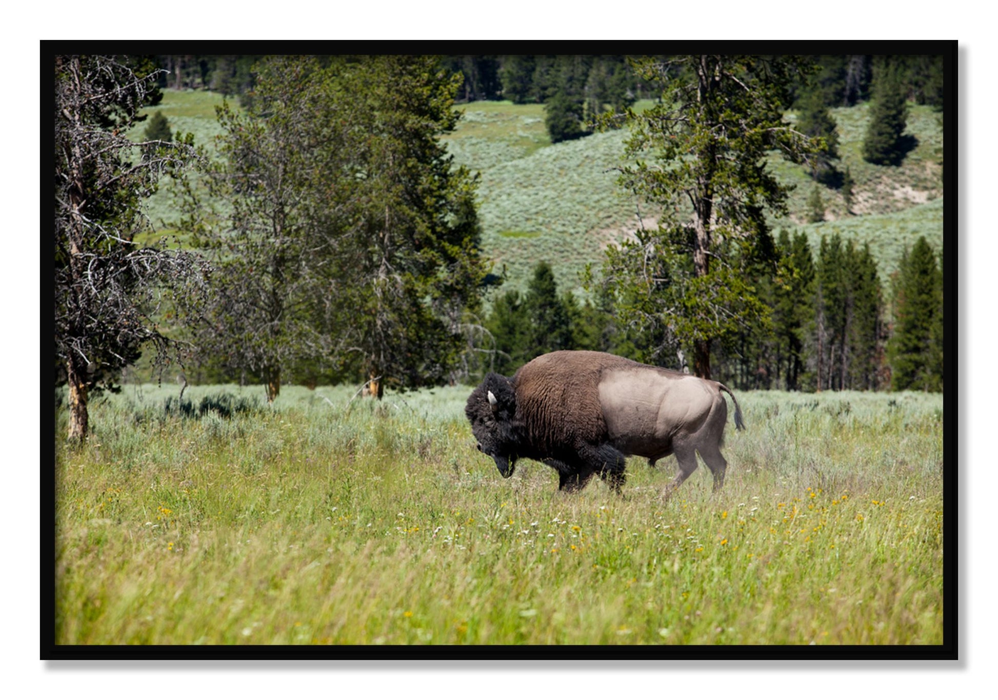 Framed photograph of Buffalo by Dylan Ozanich, Black frame, Full Bleed