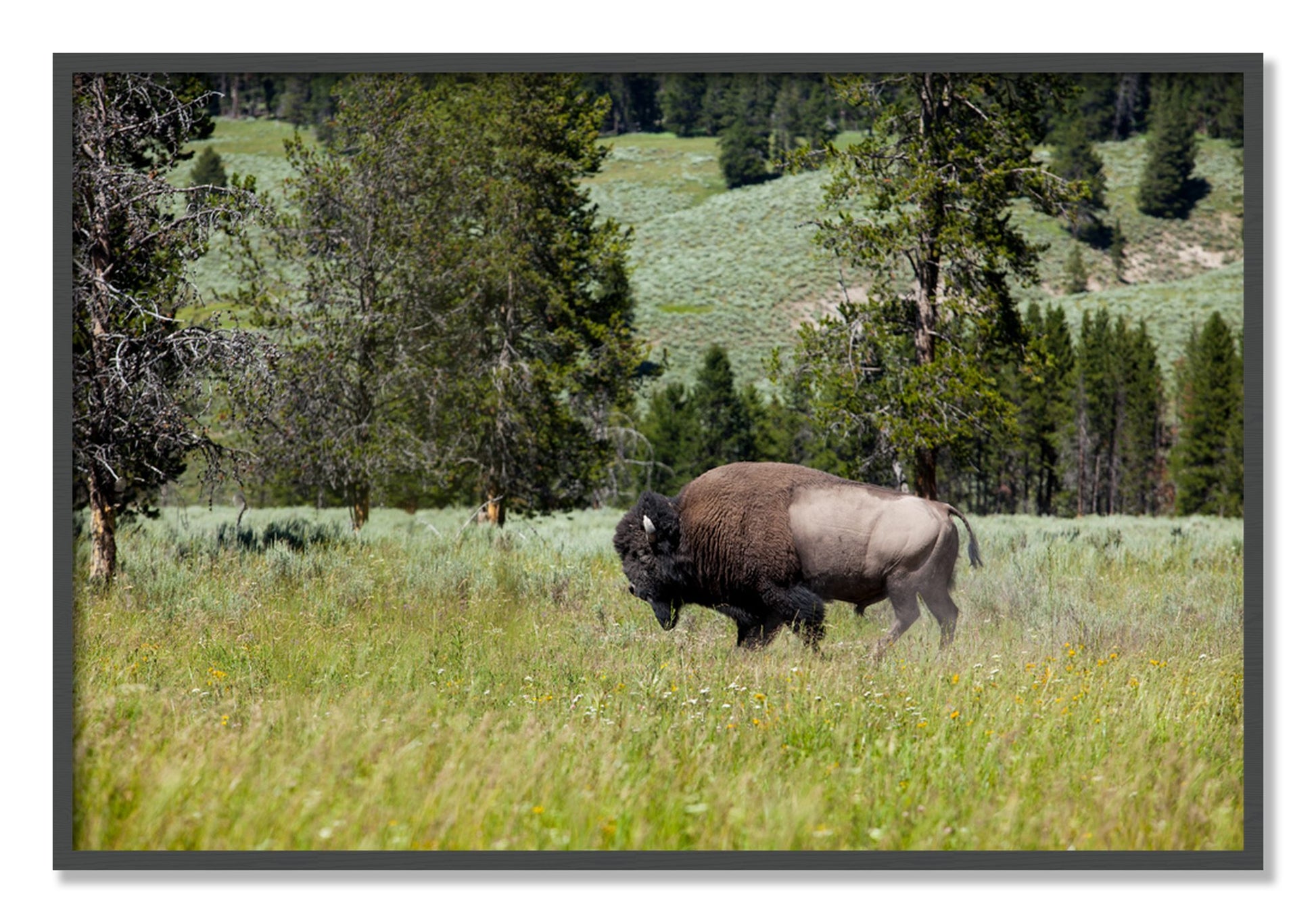 Framed photograph of Buffalo by Dylan Ozanich, Grey frame, Full Bleed