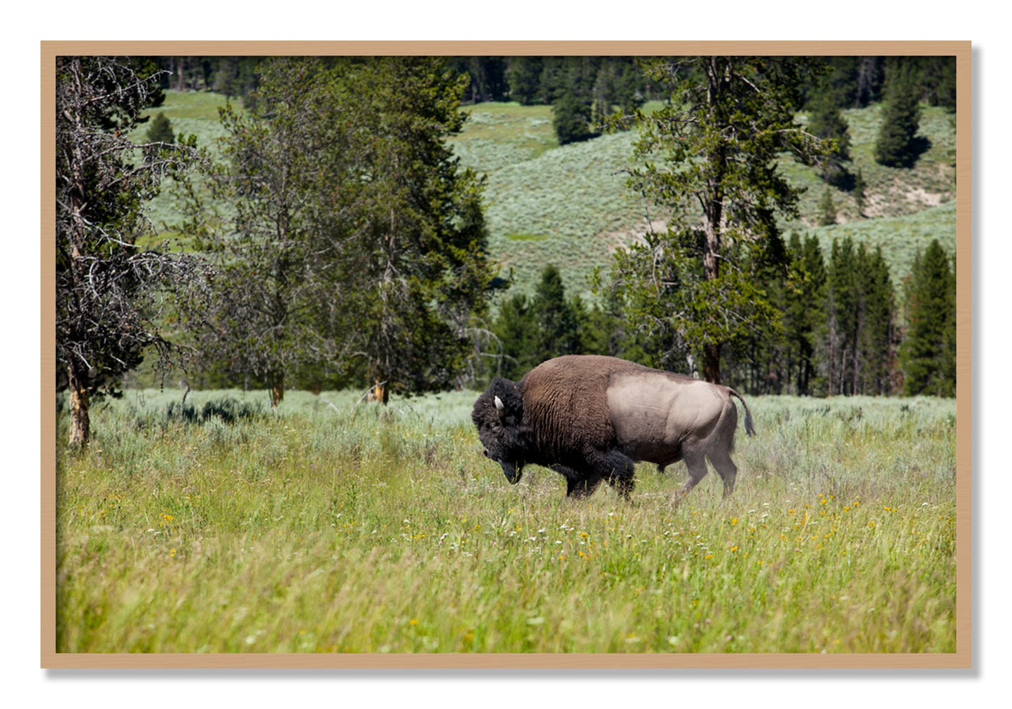 Framed photograph of Buffalo by Dylan Ozanich, Oak frame, Full Bleed