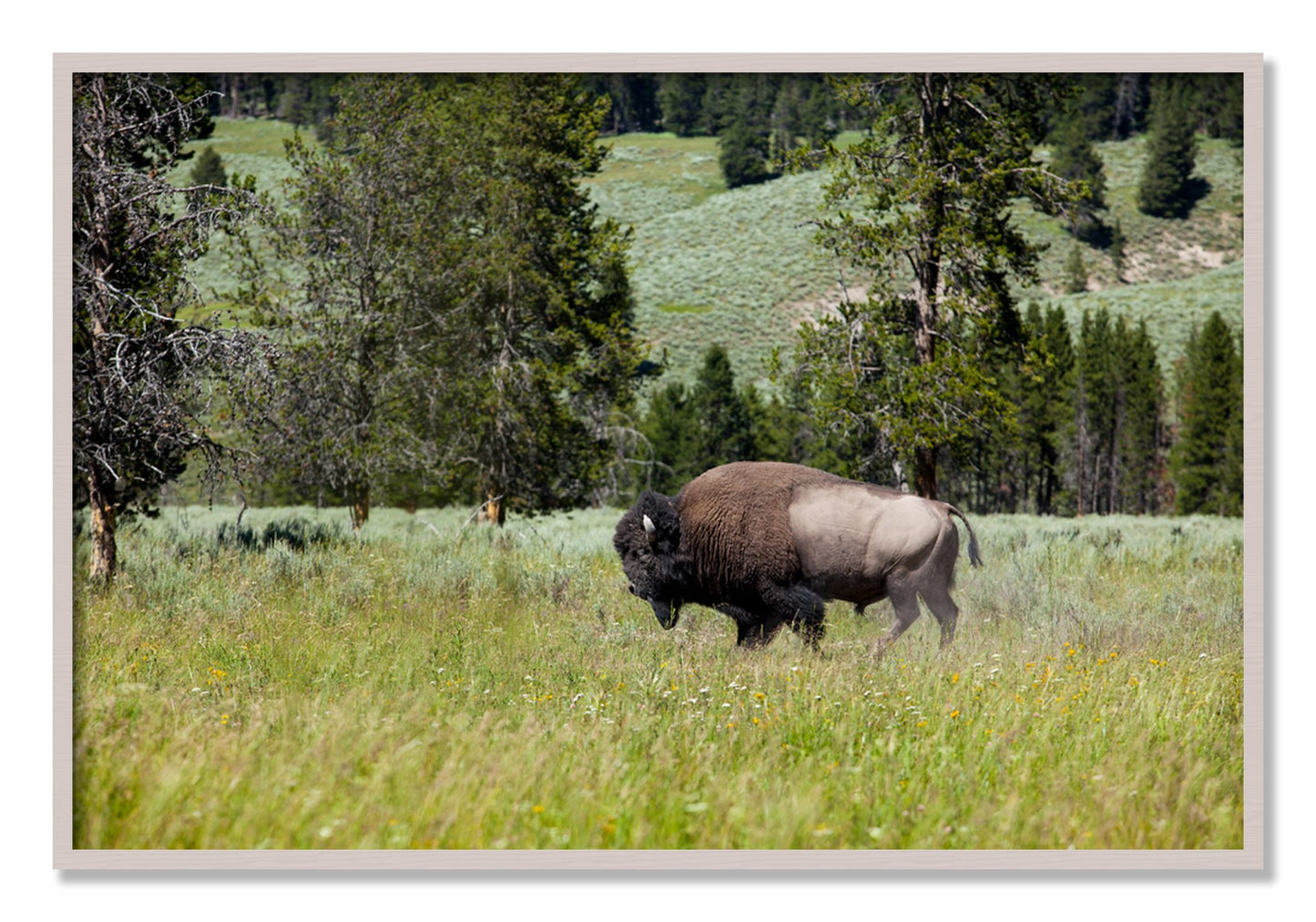 Framed photograph of Buffalo by Dylan Ozanich, White Maple frame, Full Bleed