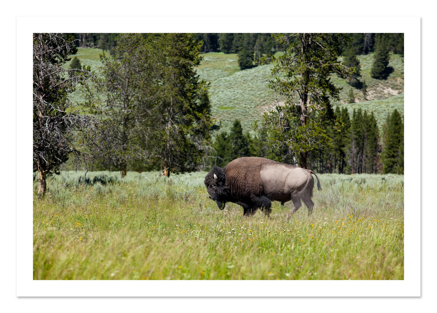 Fine art print of Buffalo by Dylan Ozanich, unframed
