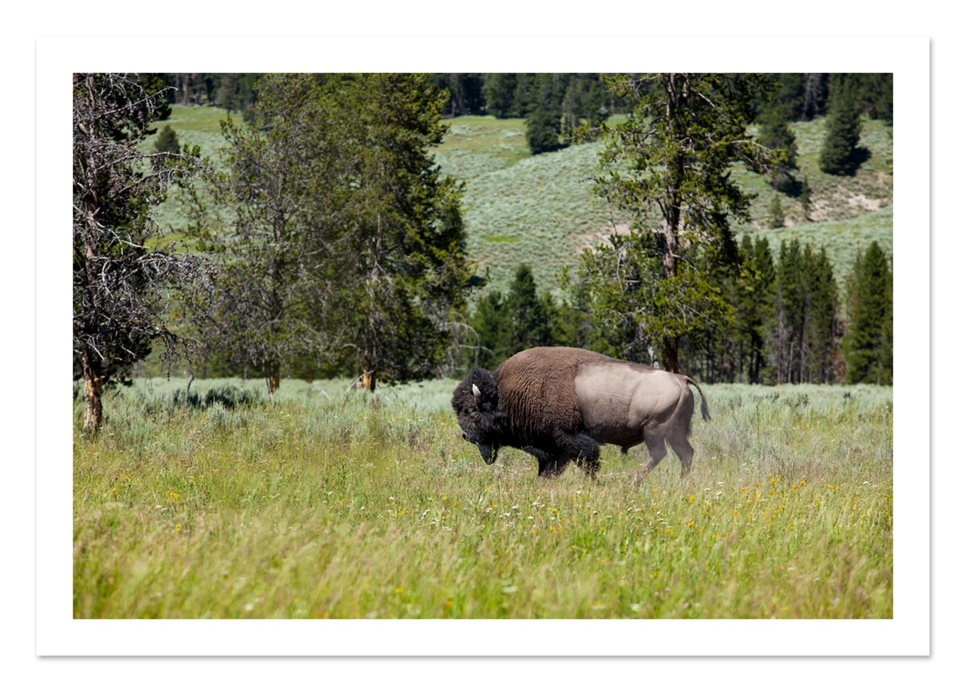 Fine art print of Buffalo by Dylan Ozanich, unframed