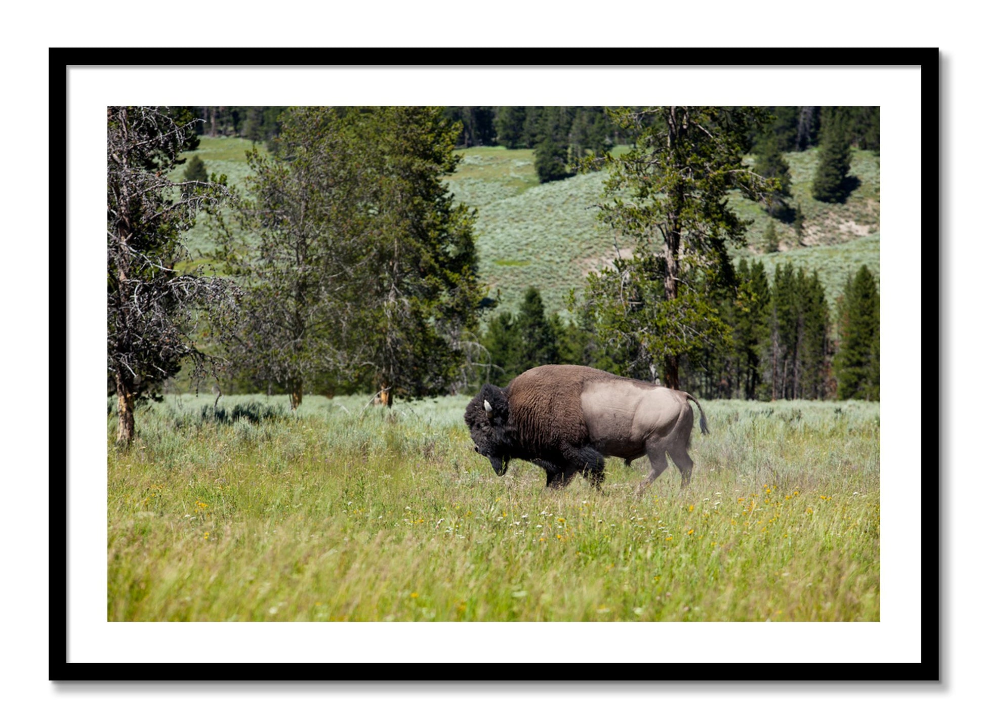 Framed photograph of Buffalo by Dylan Ozanich, Black frame, Borders