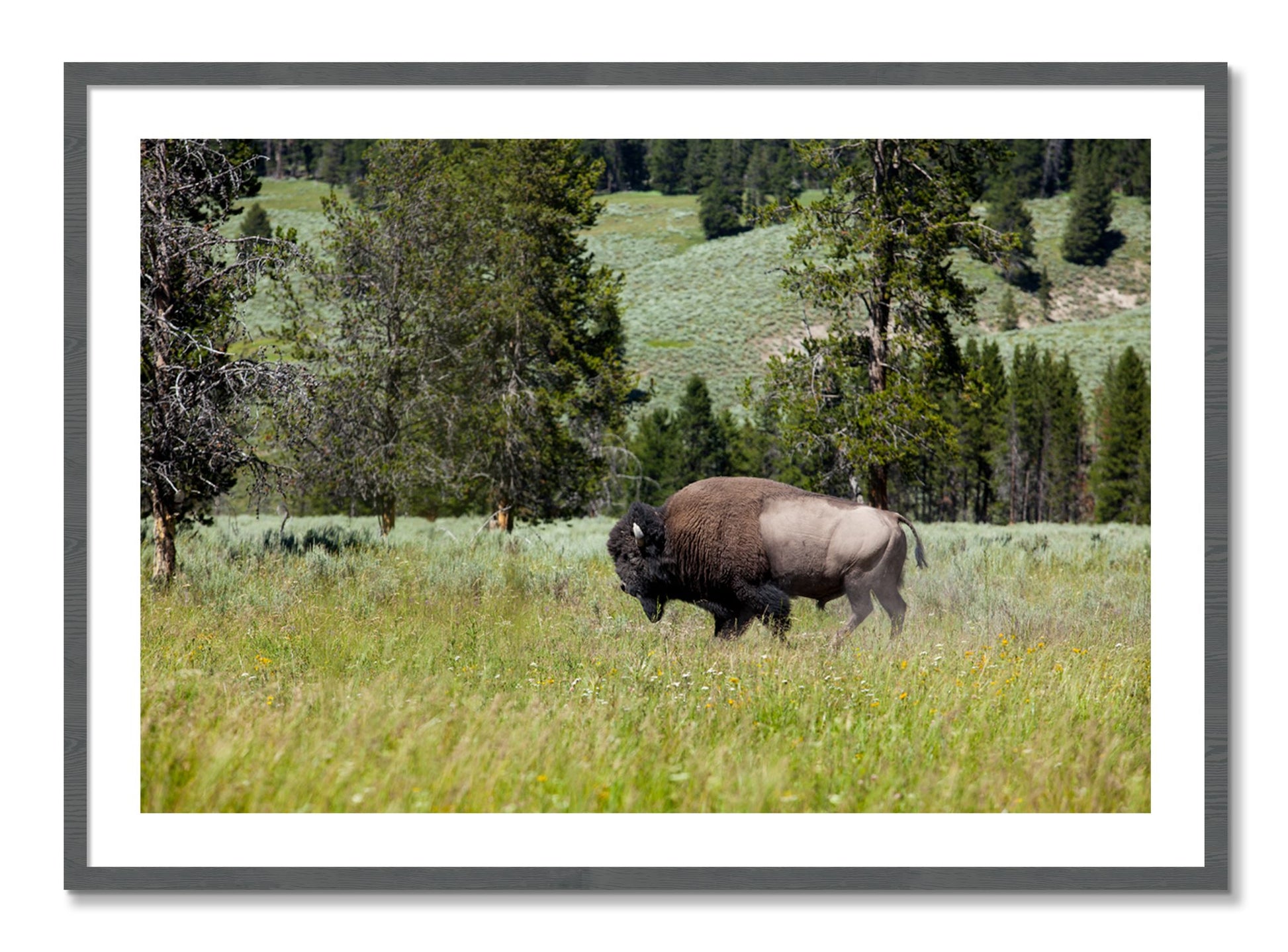 Framed photograph of Buffalo by Dylan Ozanich, Grey frame, Borders