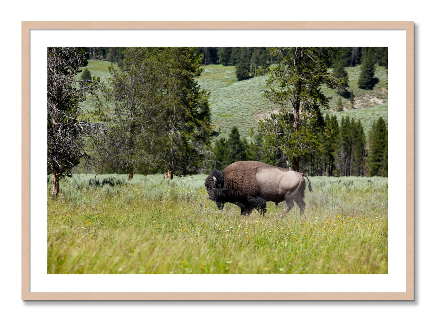 Framed photograph of Buffalo by Dylan Ozanich, Maple frame, Borders