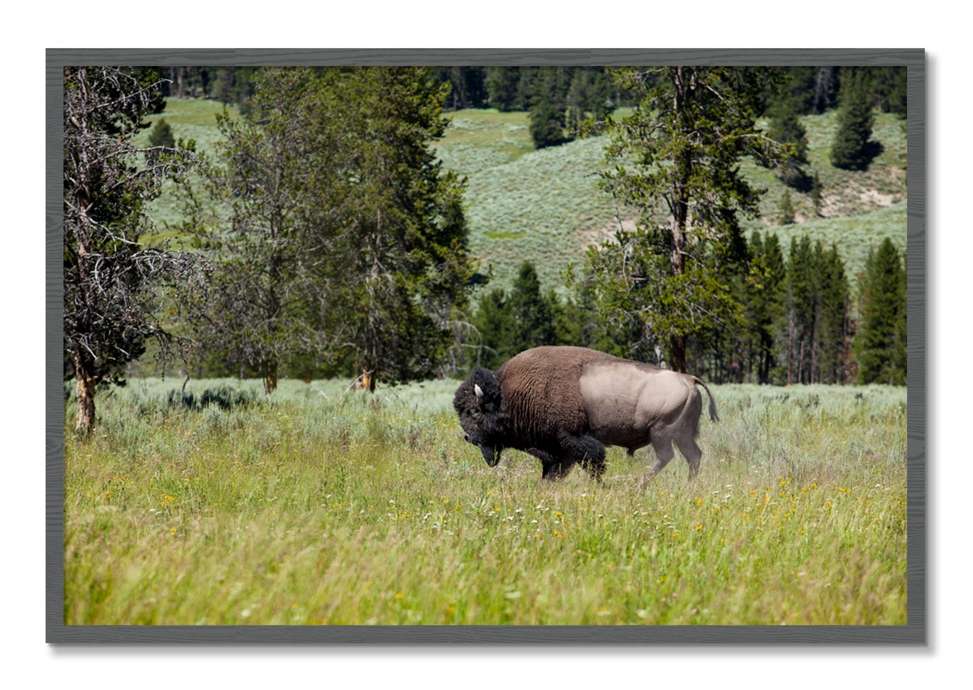 Framed photograph of Buffalo by Dylan Ozanich, Grey frame, Full Bleed