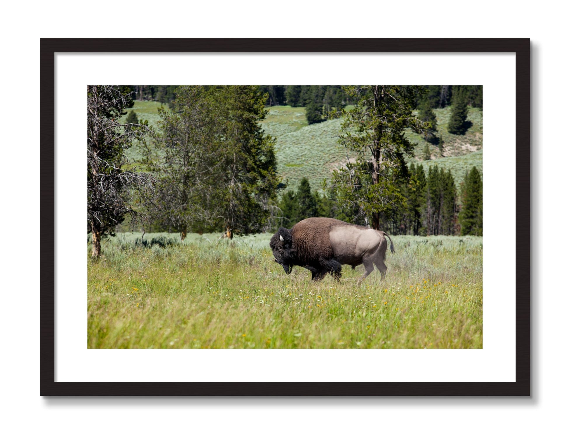 Framed photograph of Buffalo by Dylan Ozanich, Black frame, Borders